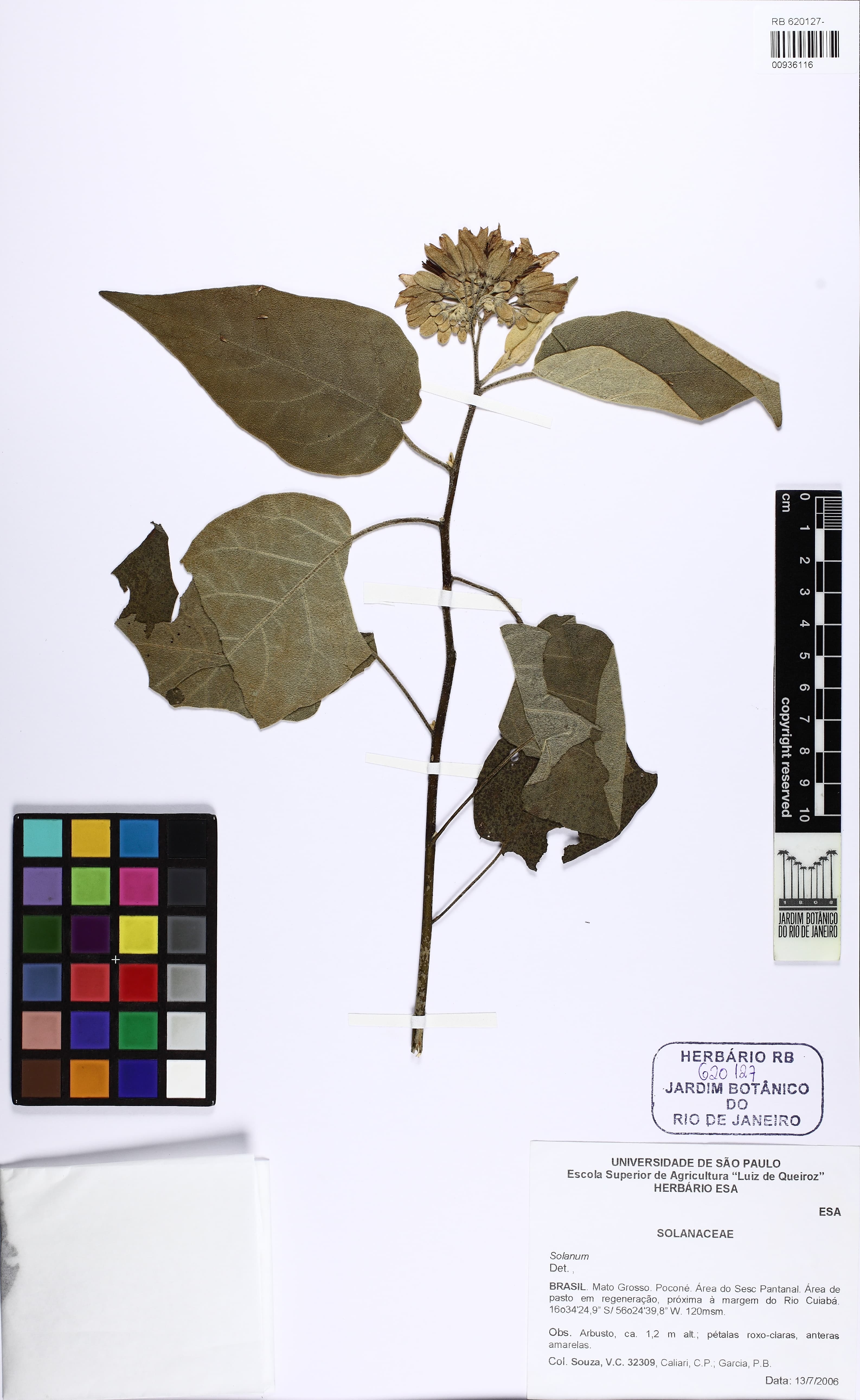 Solanum pseudoauriculatum