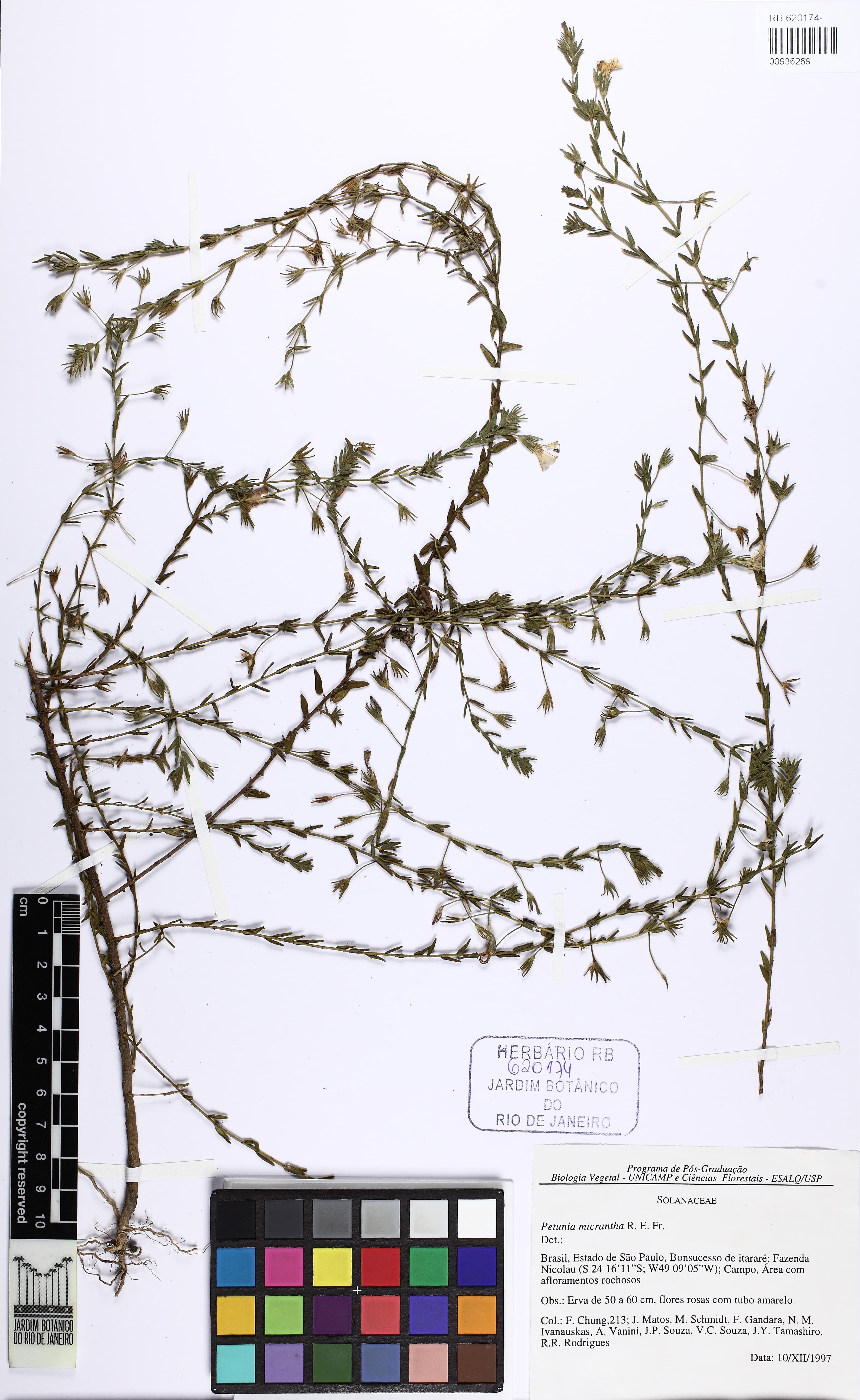 Calibrachoa micrantha