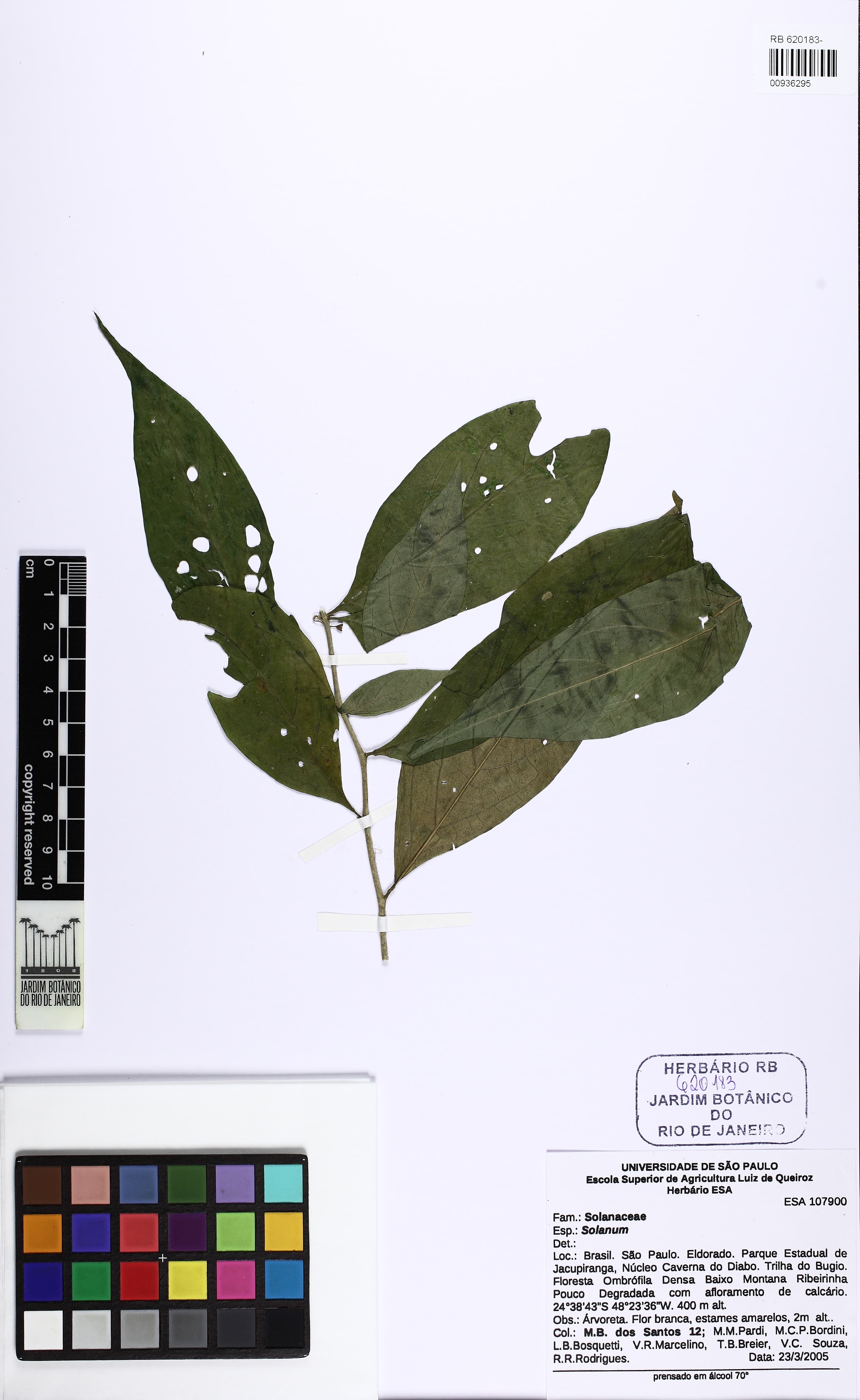 Solanum schwackeanum