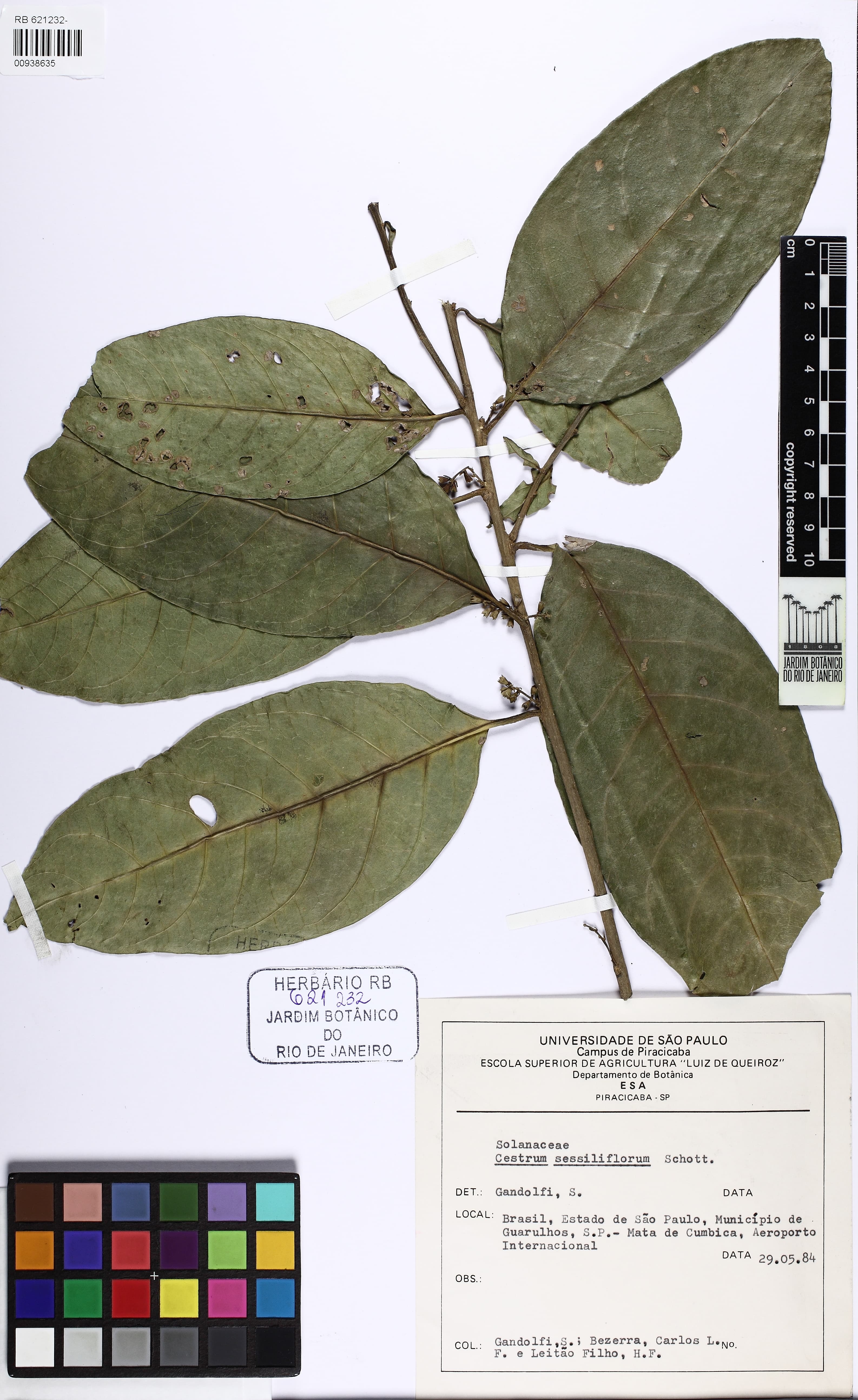 Cestrum sessiliflorum