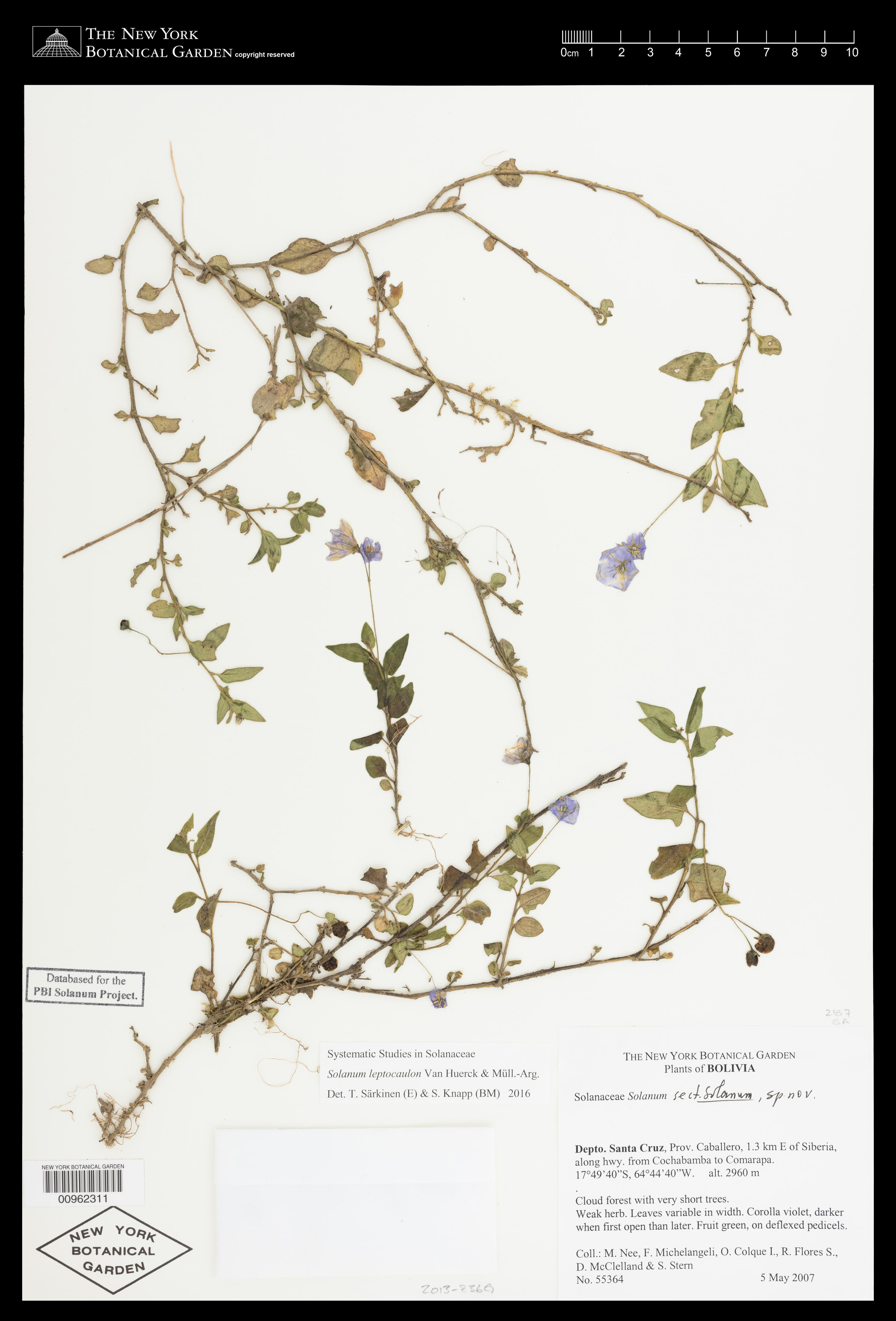 Solanum leptocaulon
