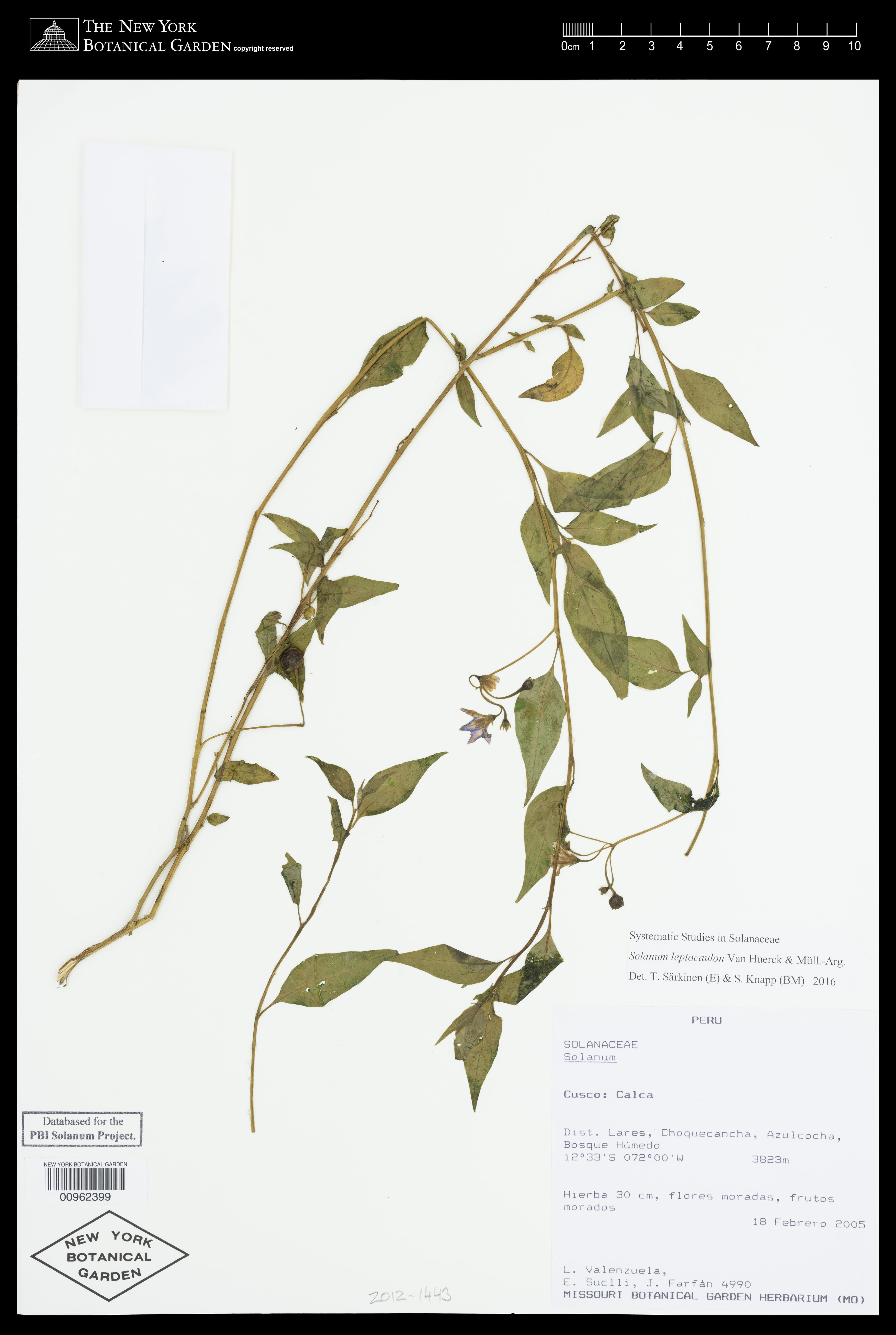Solanum leptocaulon
