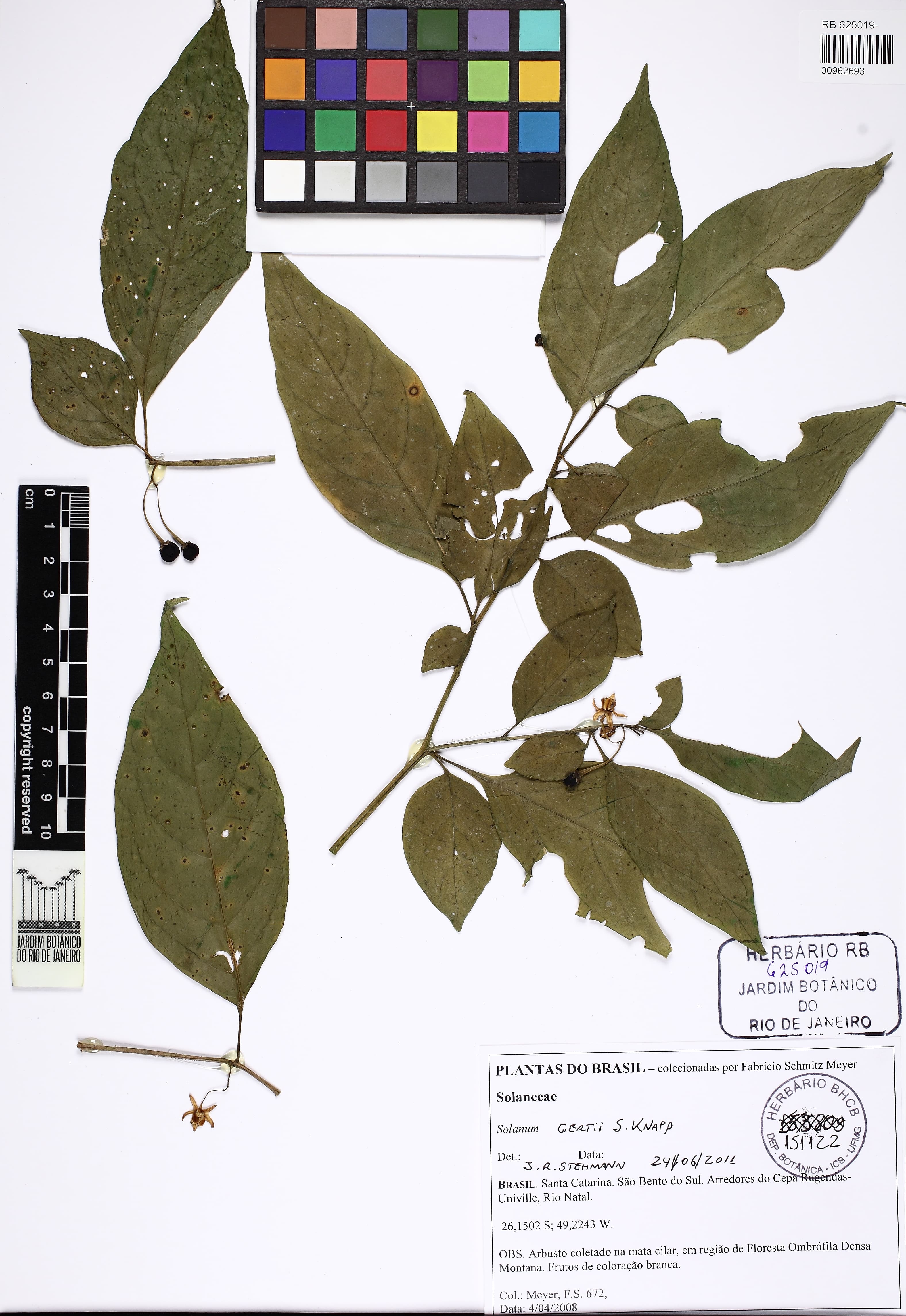 Solanum gertii