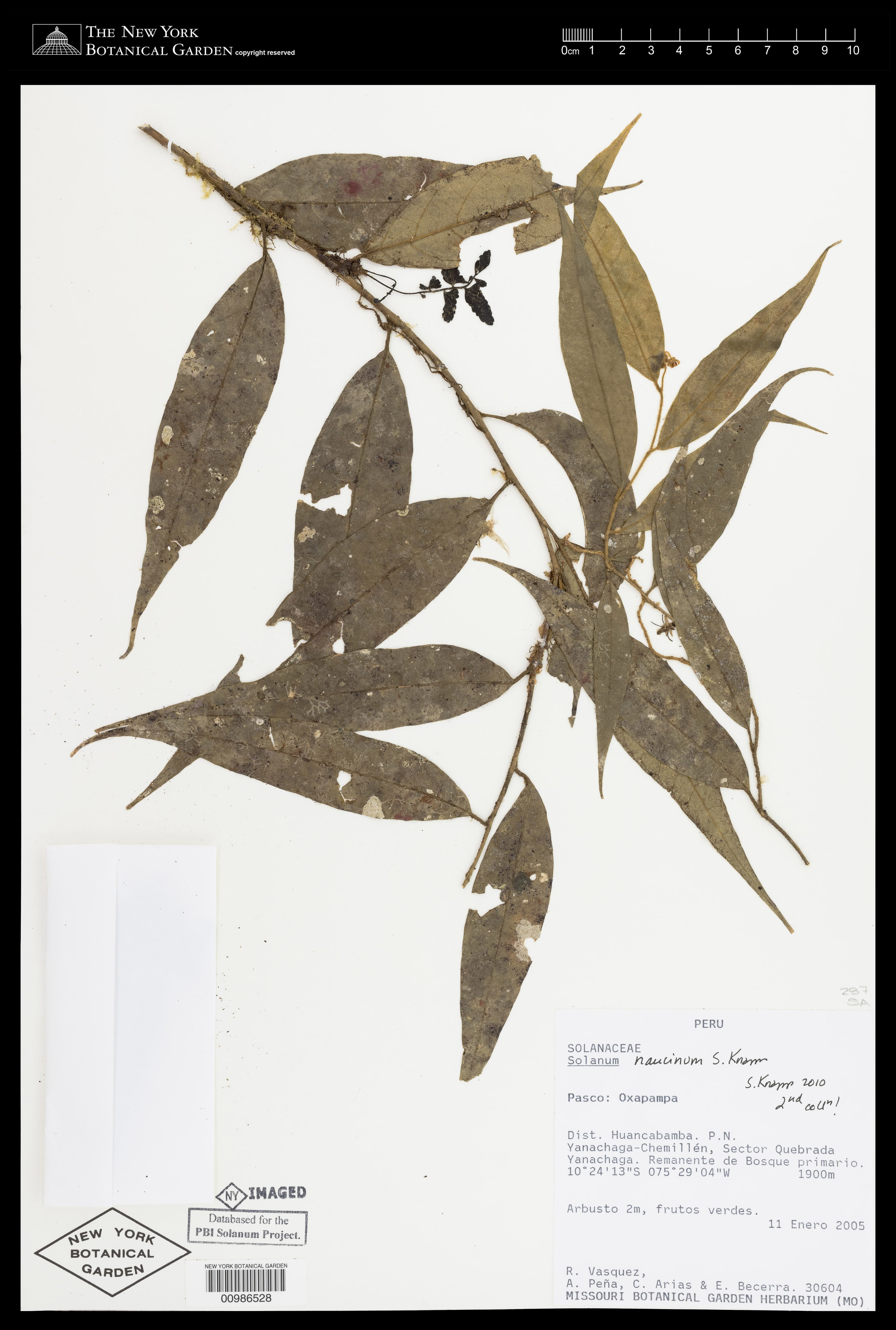 Solanum naucinum