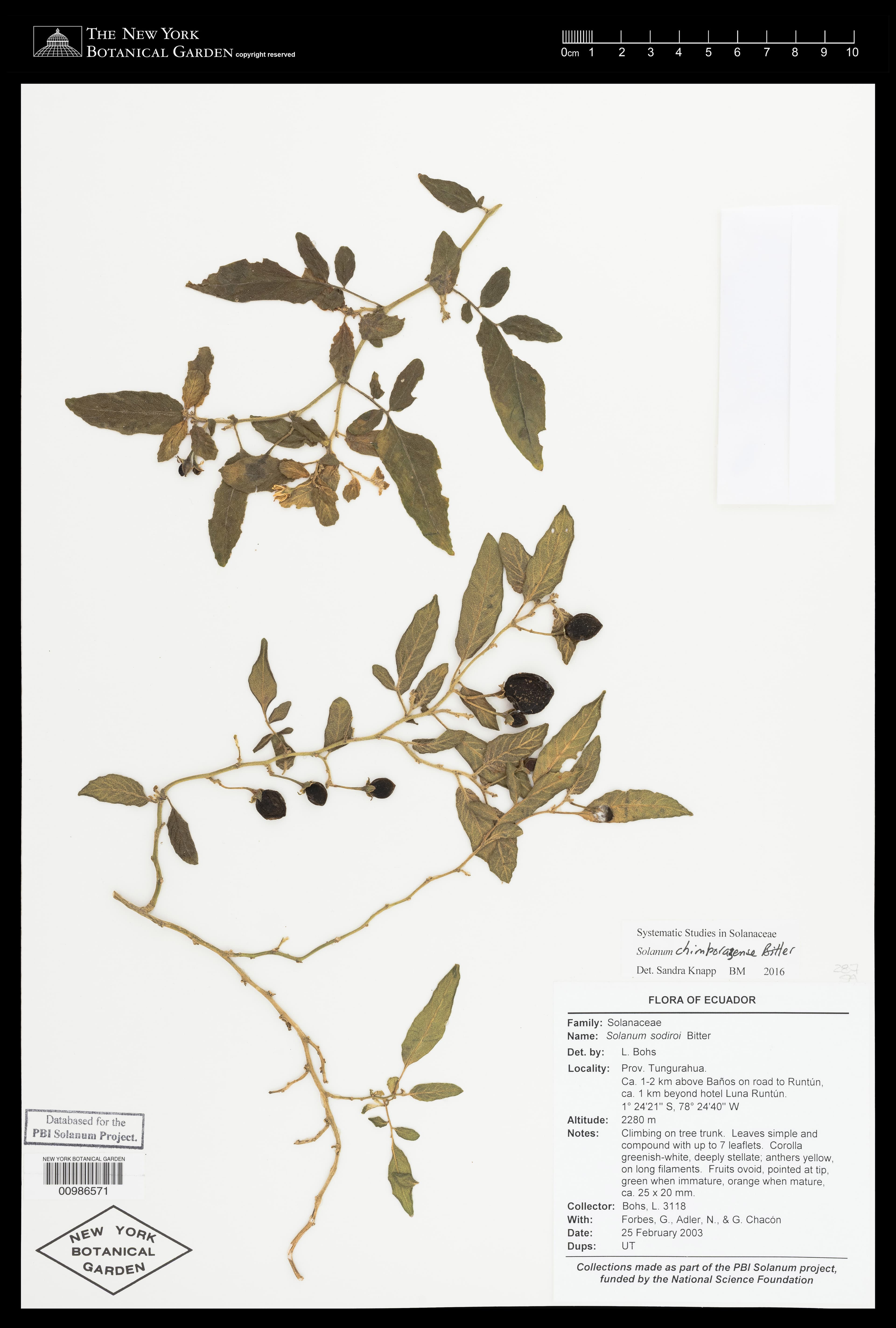 Solanum chimborazense