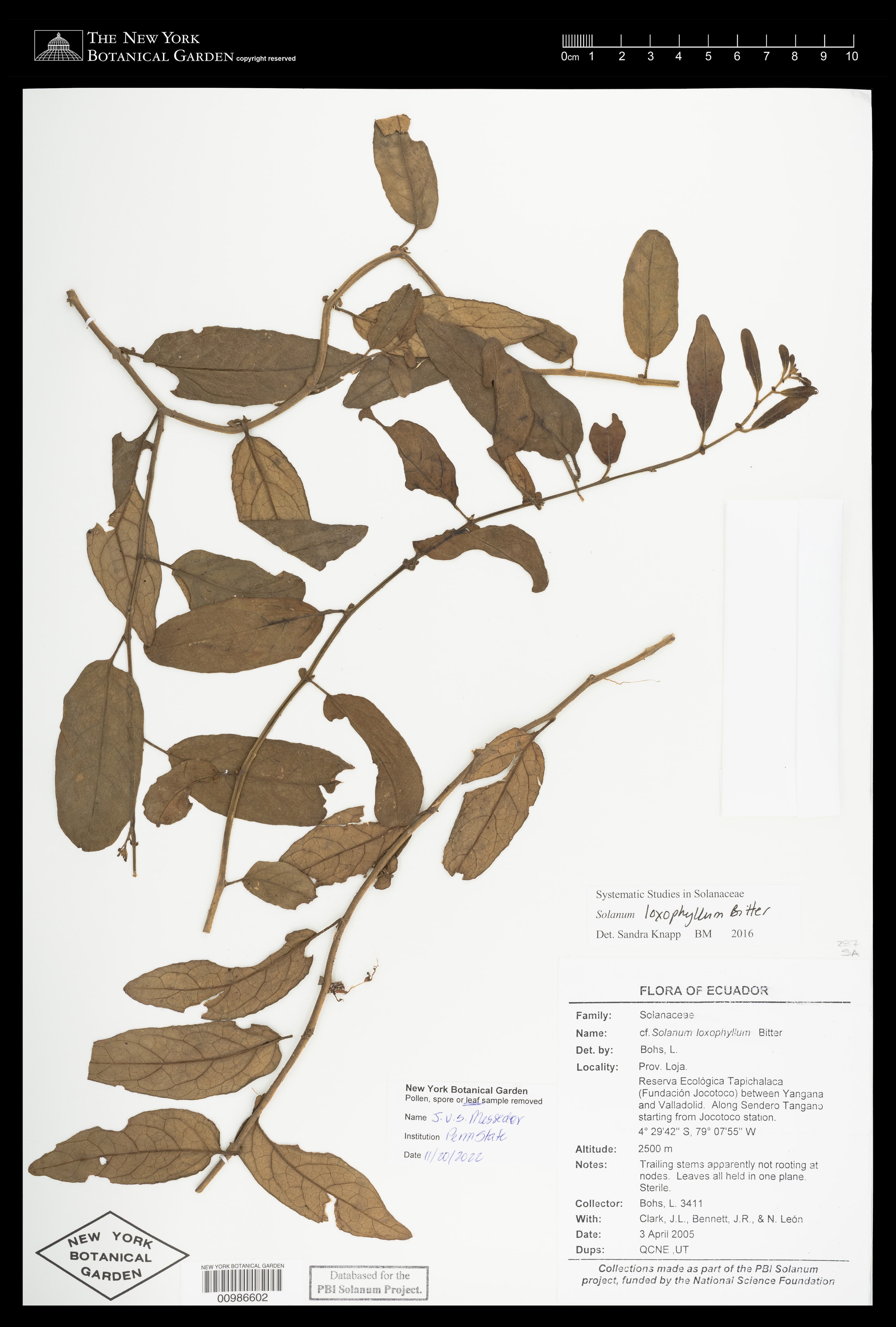 Solanum loxophyllum