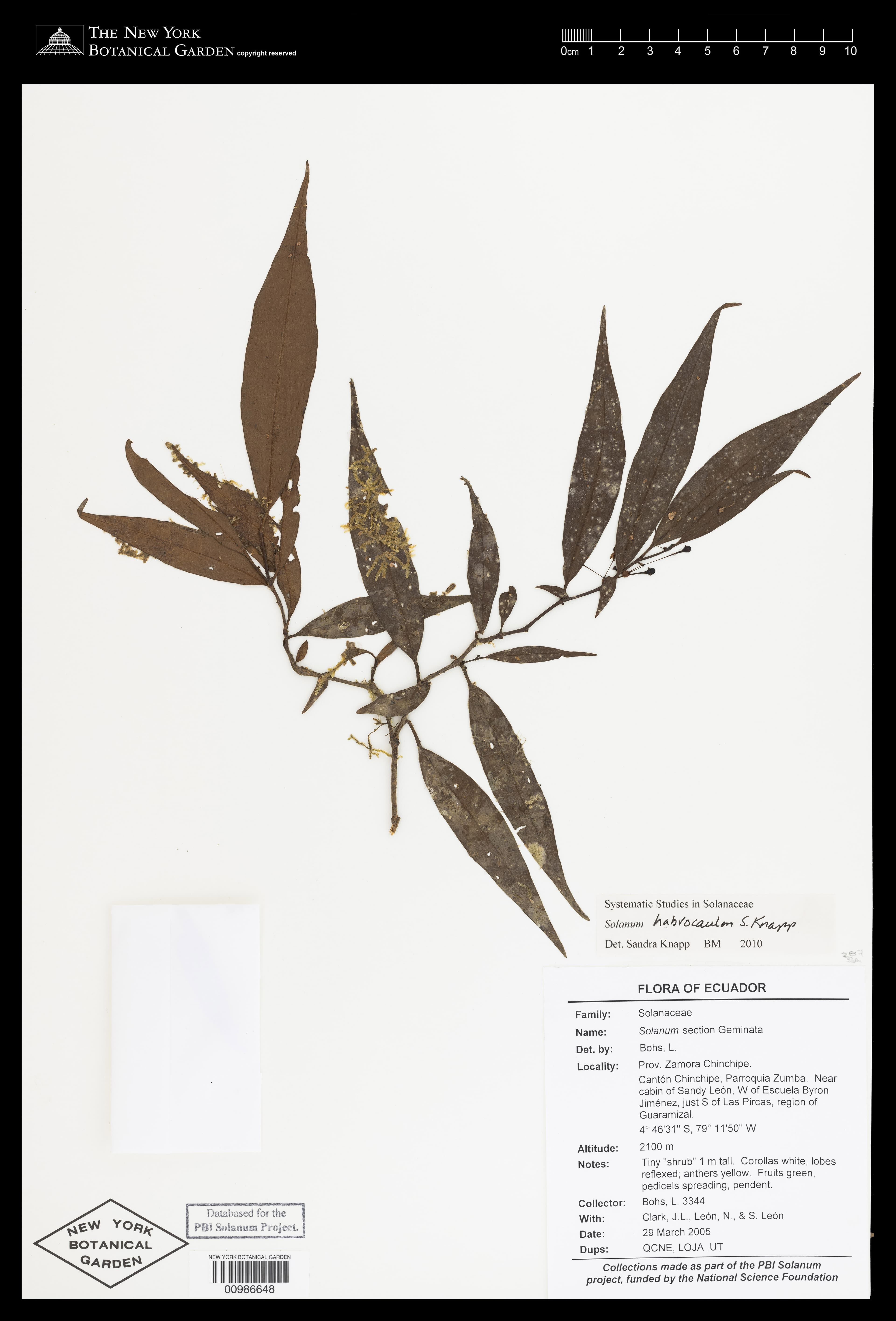 Solanum habrocaulon