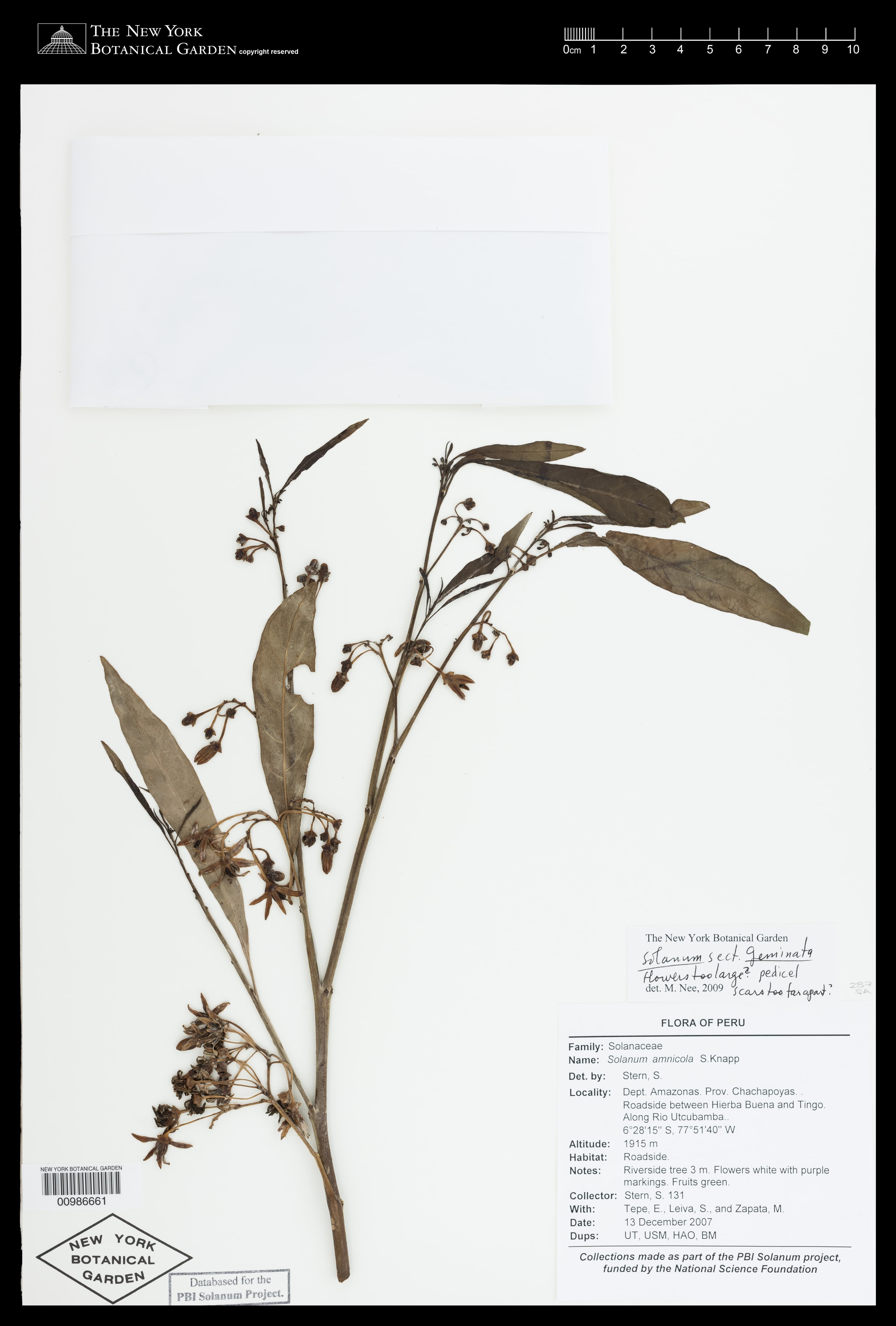 Solanum amnicola