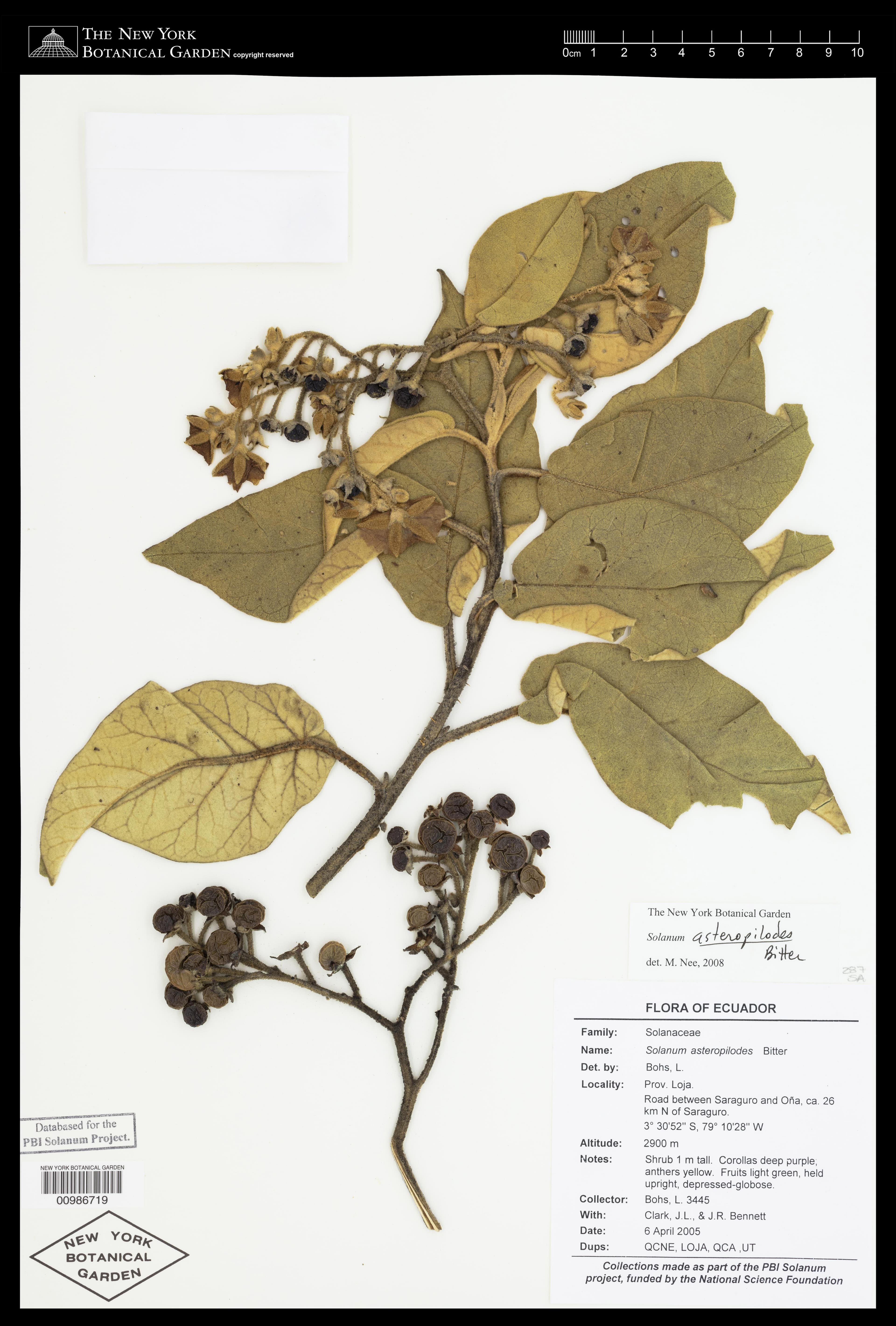 Solanum asteropilodes