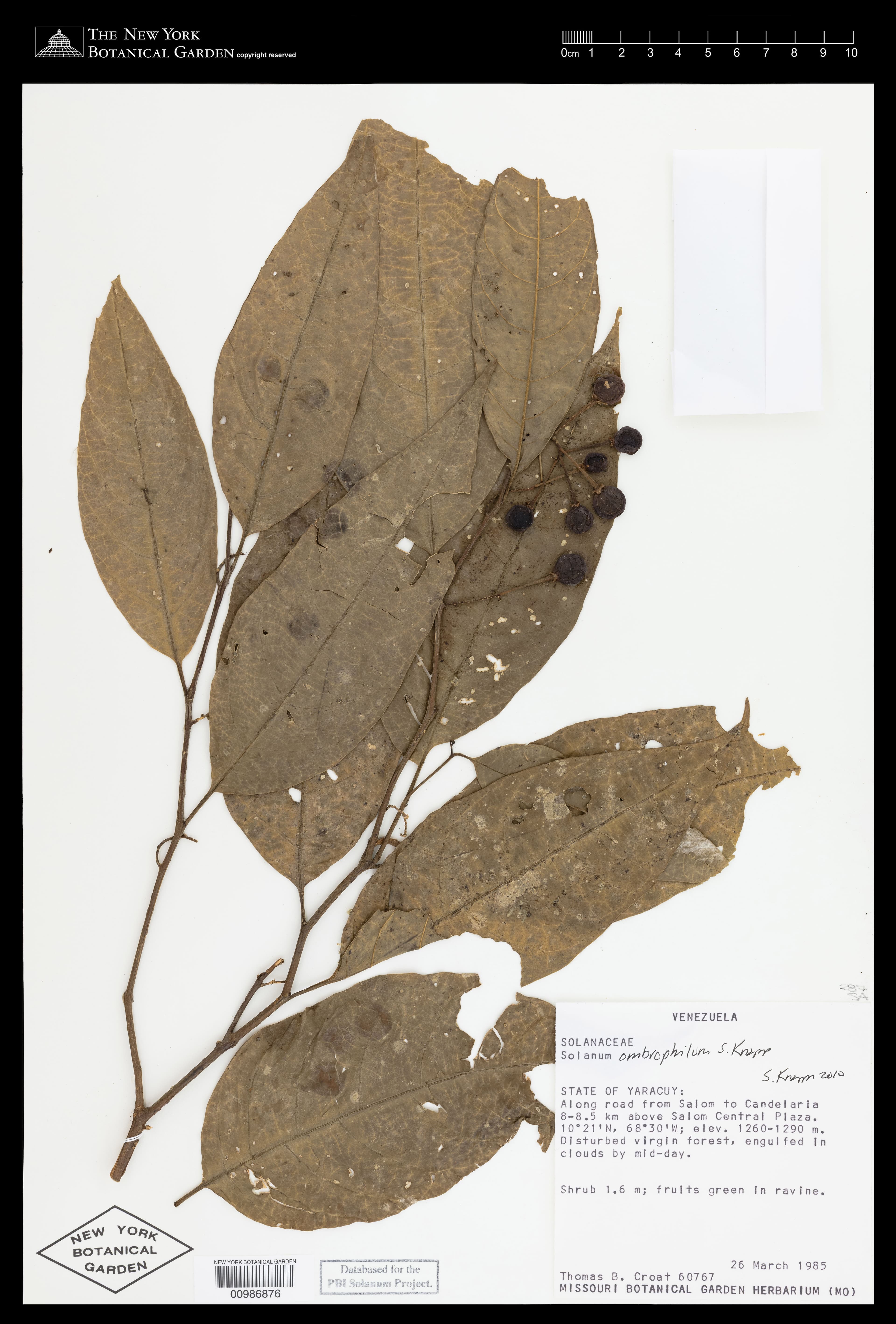 Solanum ombrophilum