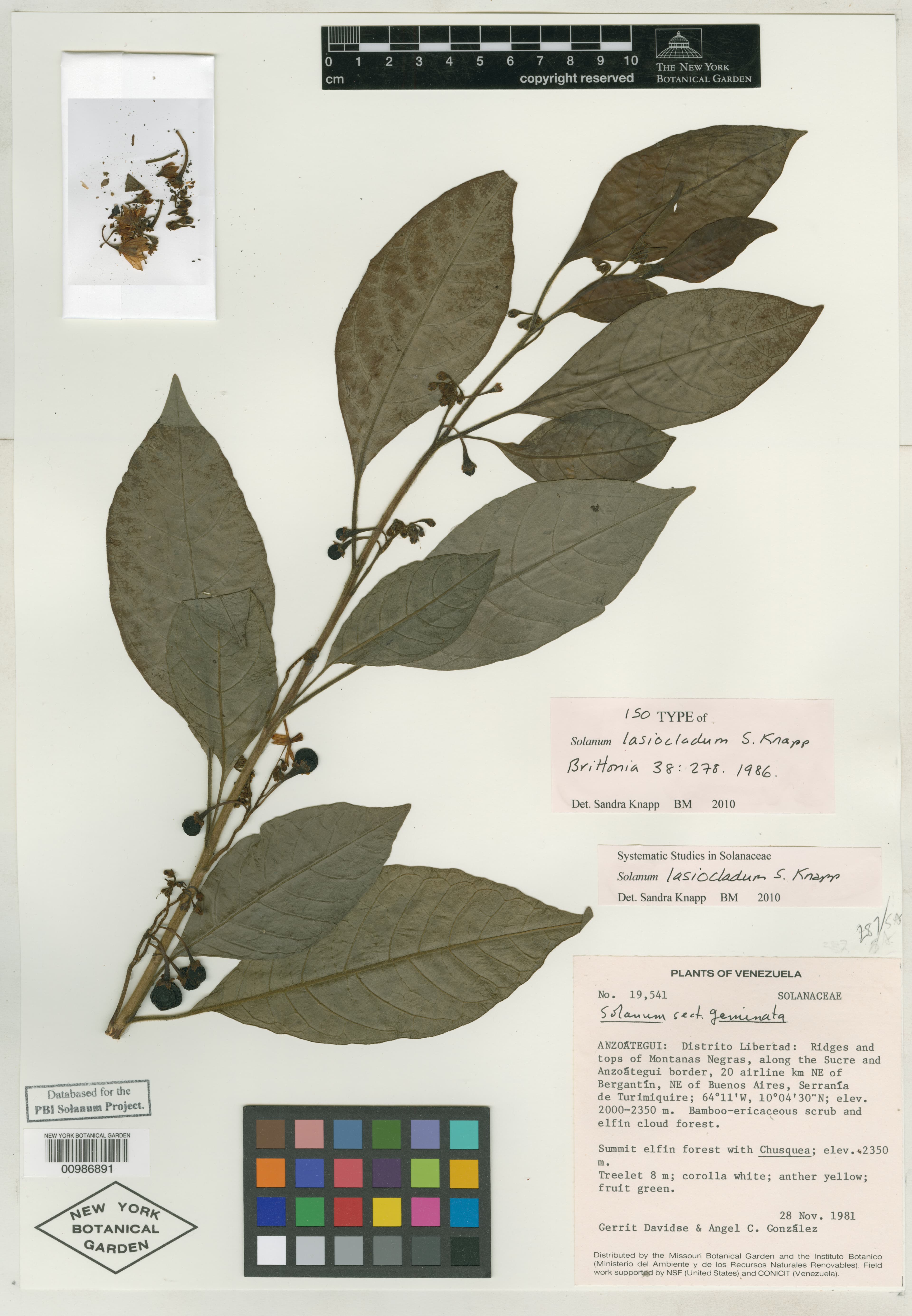 Solanum lasiocladum