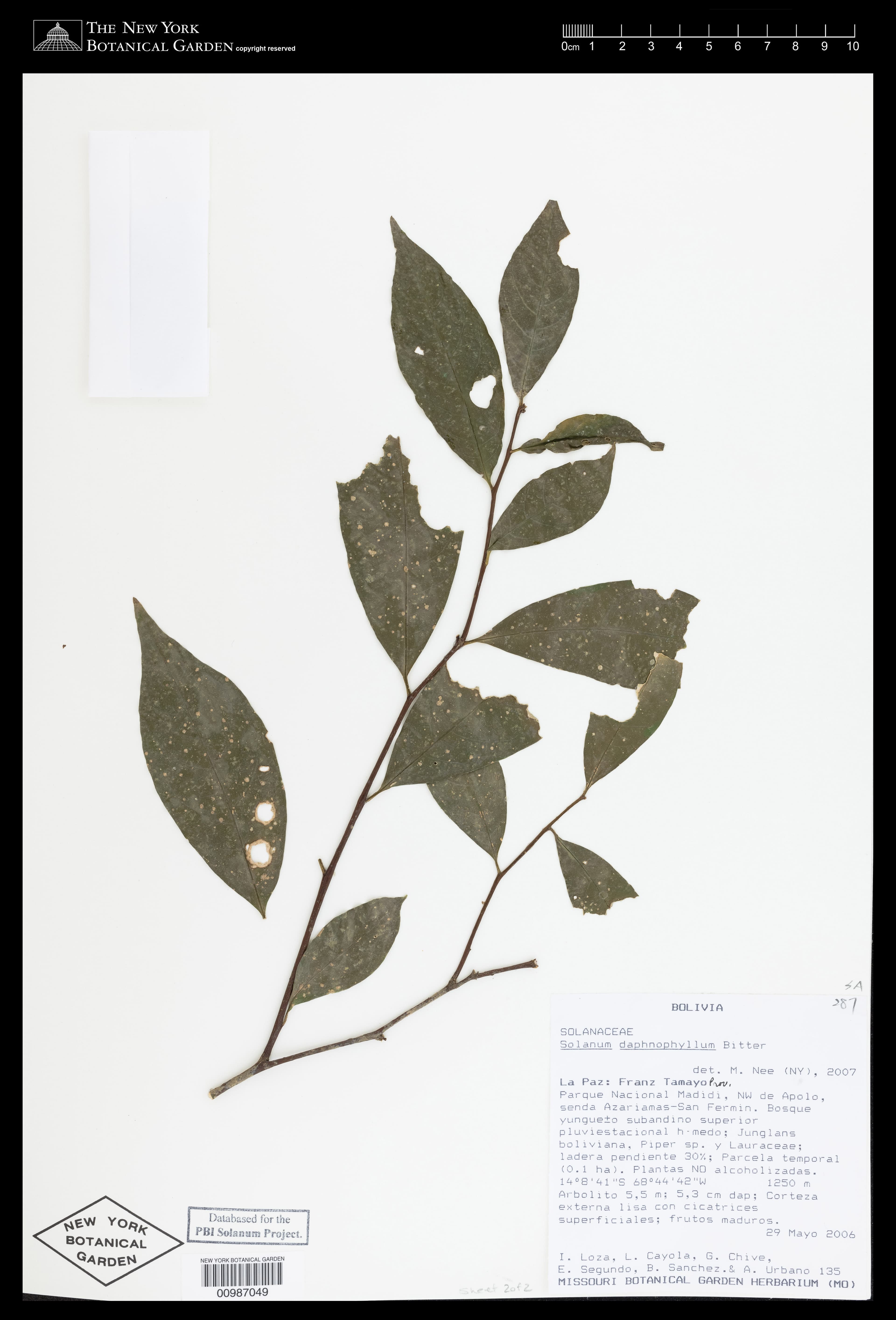 Solanum daphnophyllum
