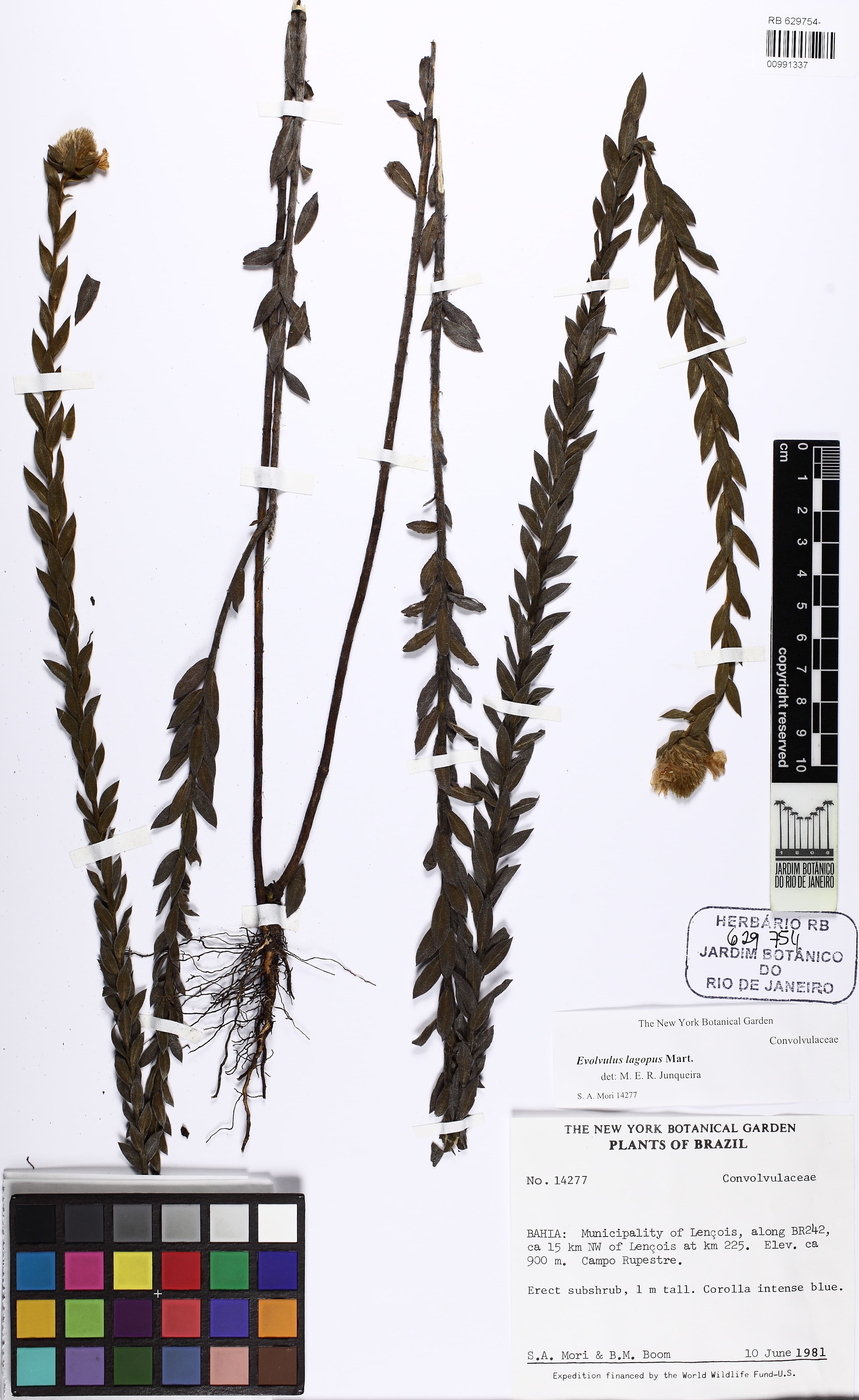 Evolvulus lagopus