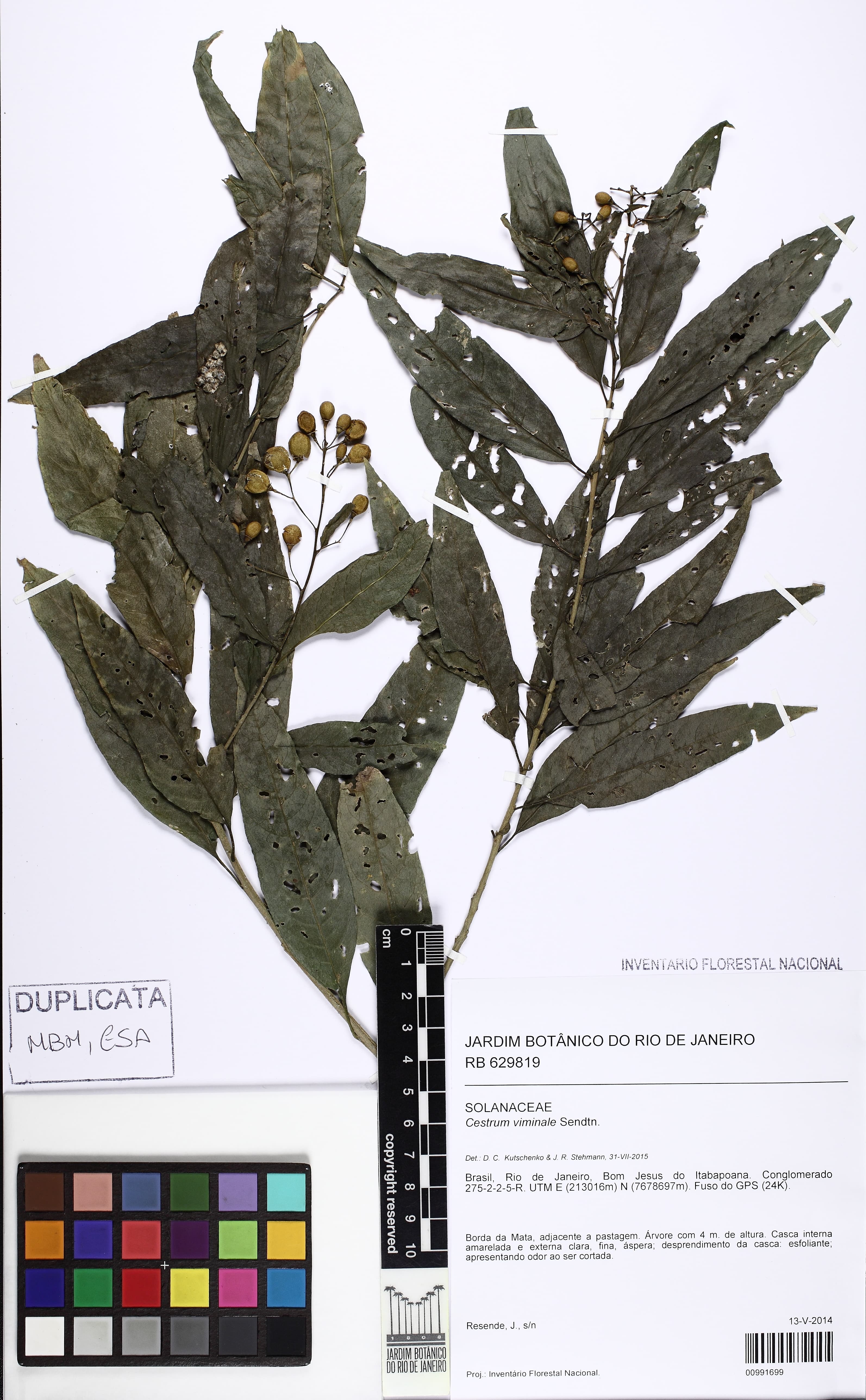 Cestrum viminale