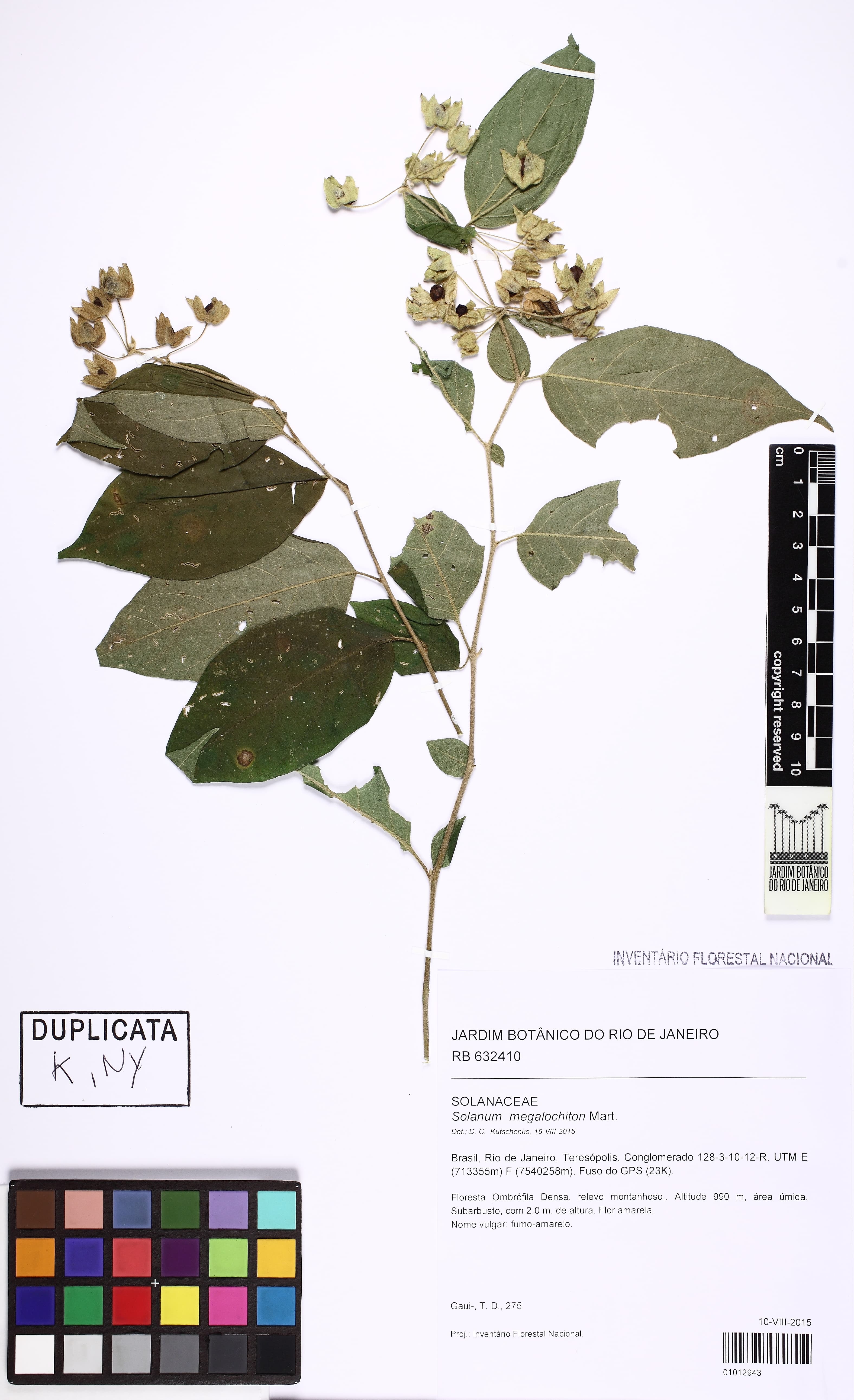 Solanum megalochiton