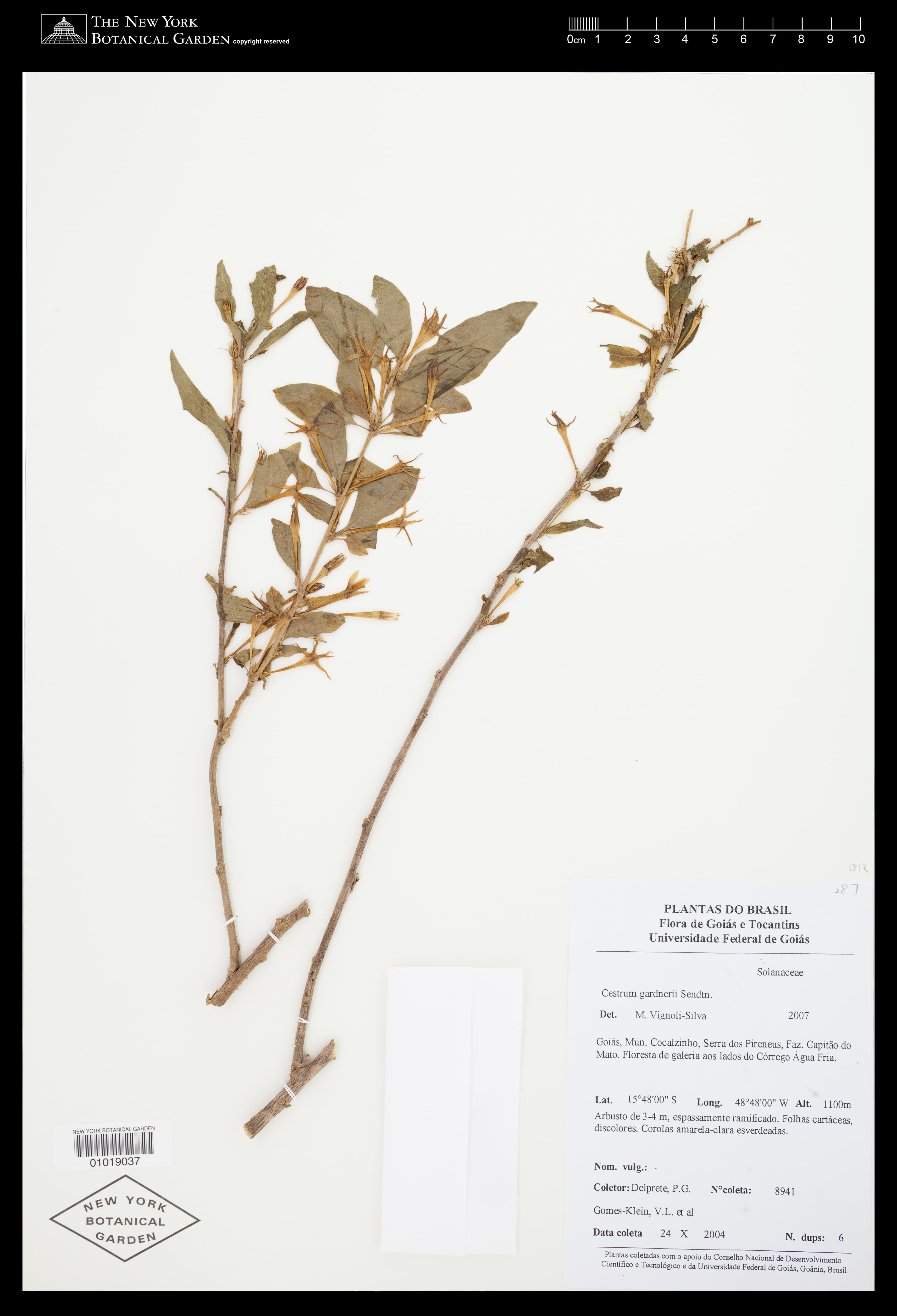Cestrum gardneri