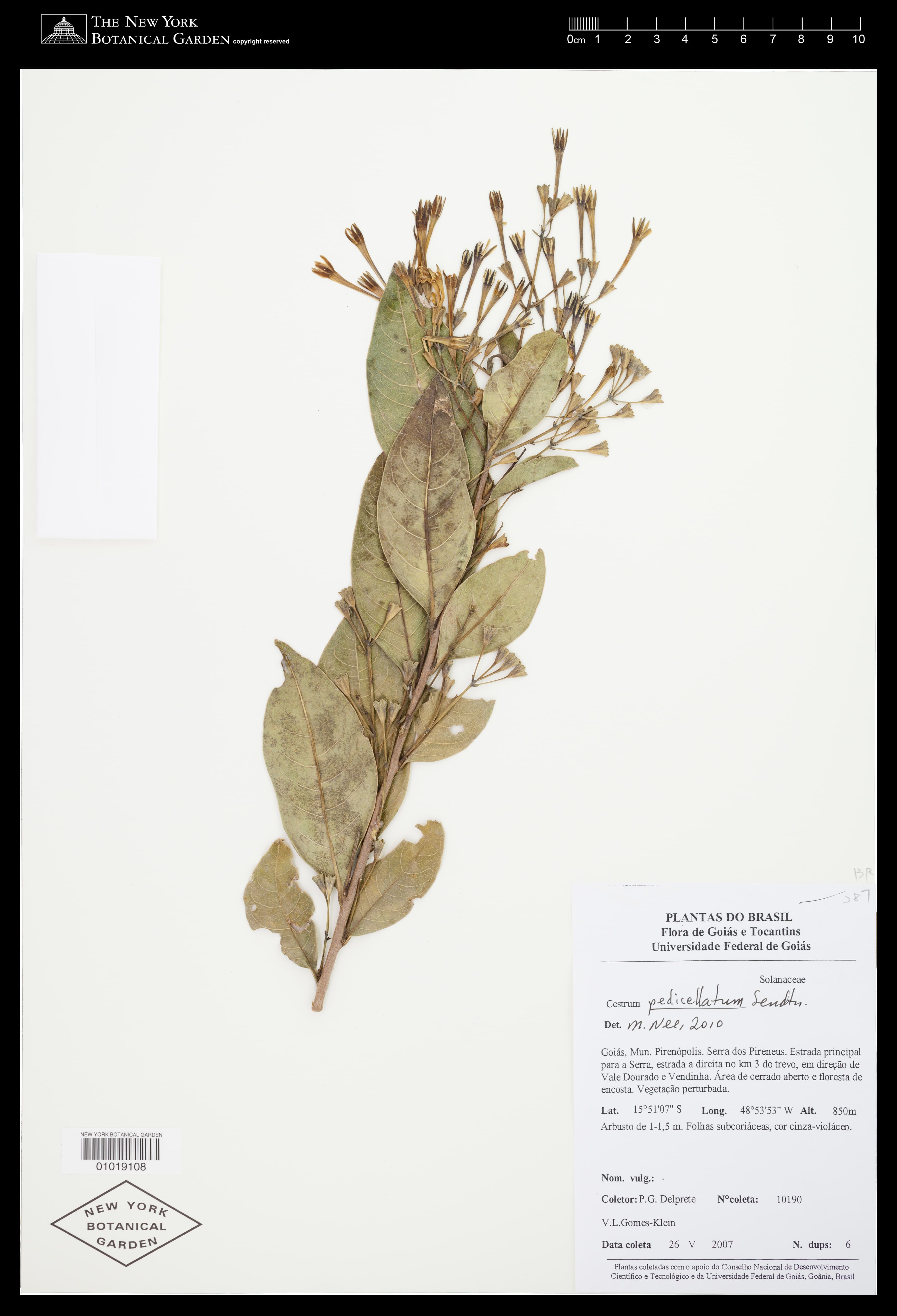 Cestrum pedicellatum