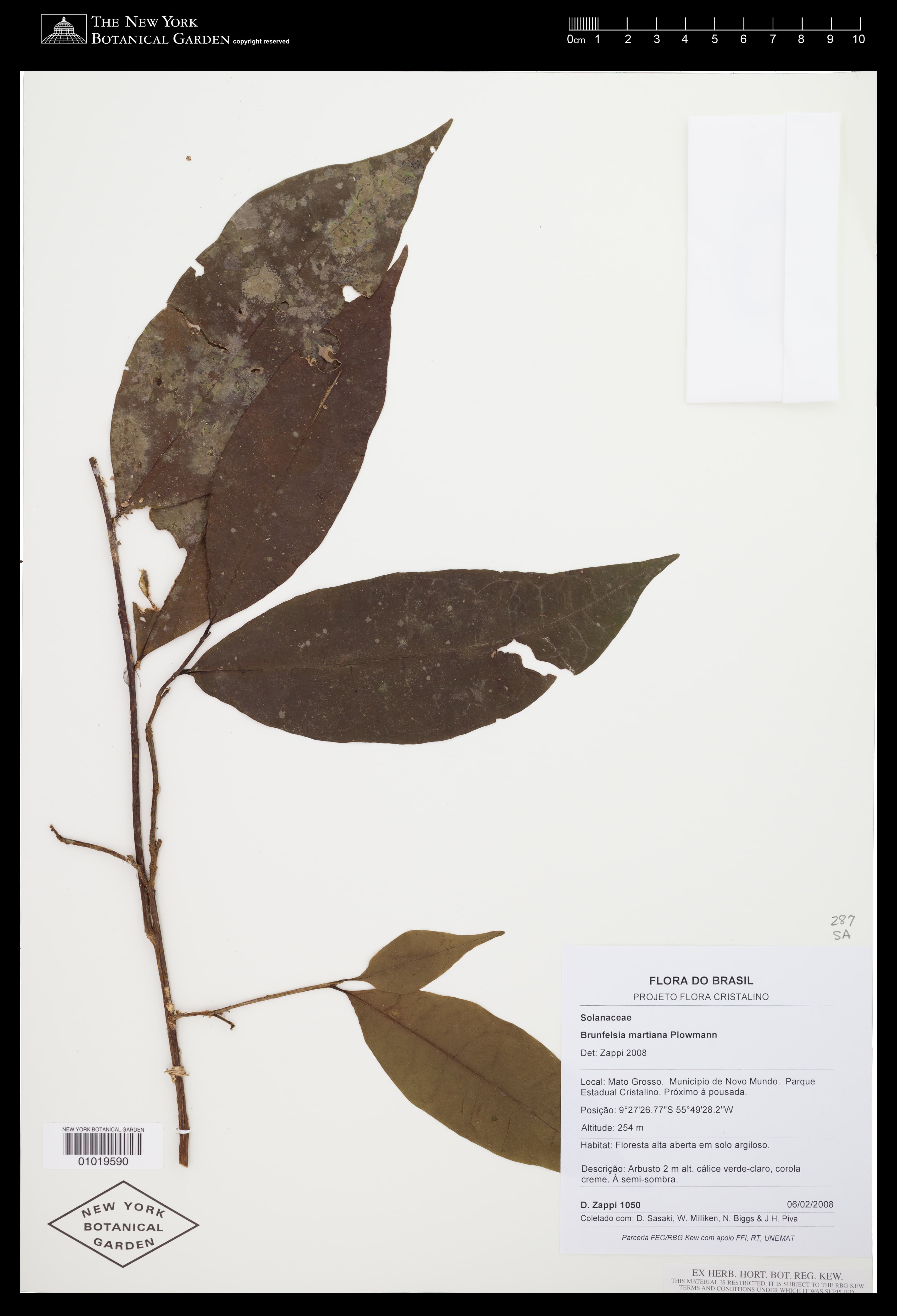 Brunfelsia martiana
