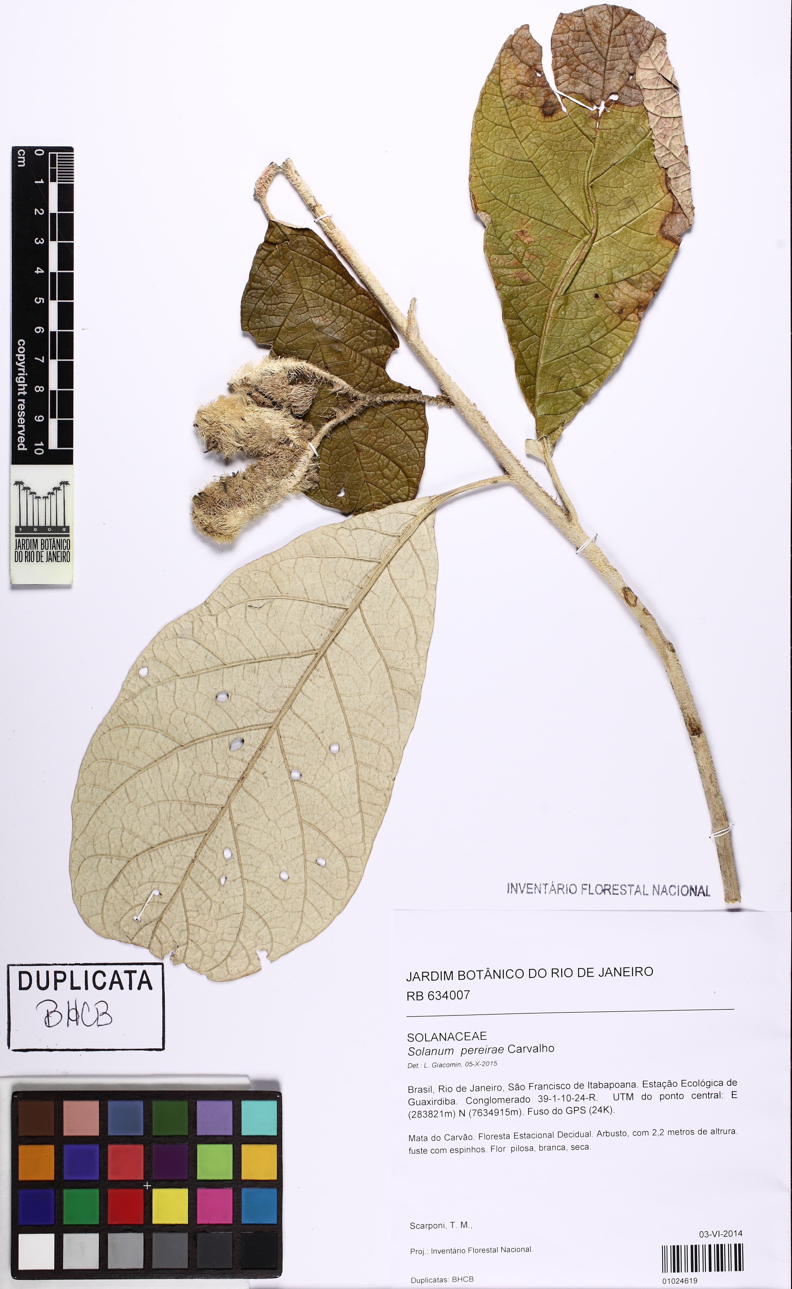 Solanum pereirae