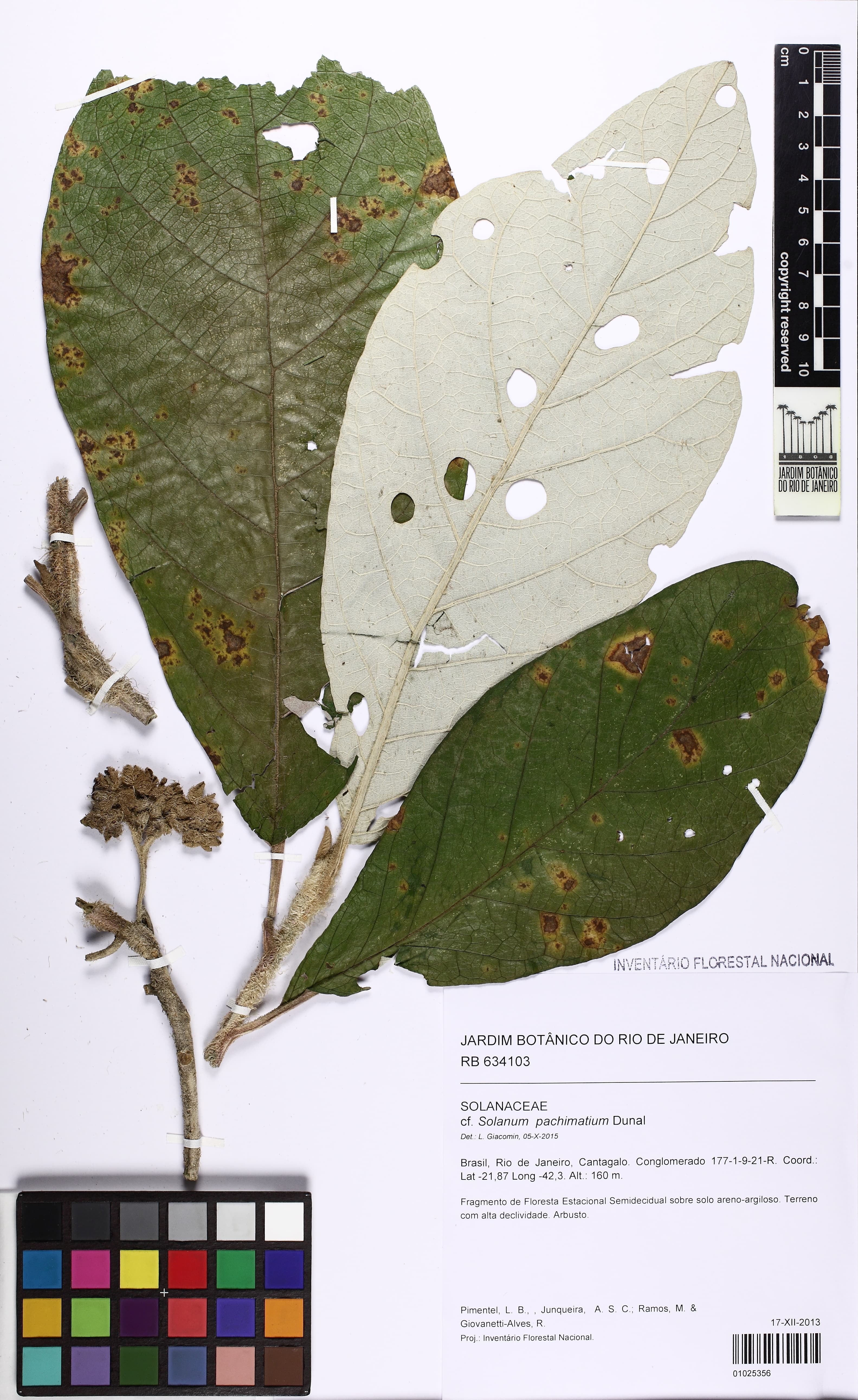 Solanum pachimatium