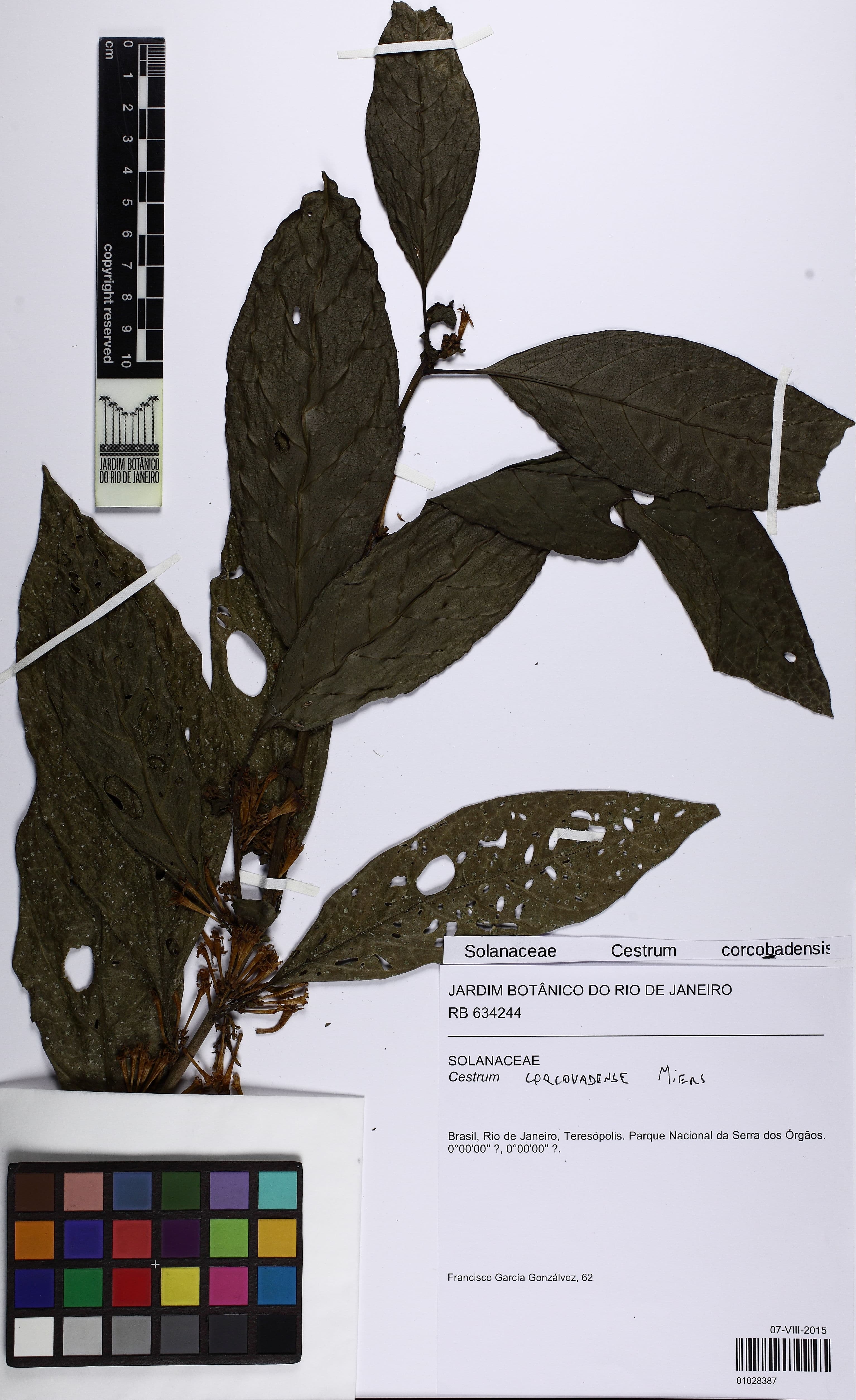 Cestrum corcovadense