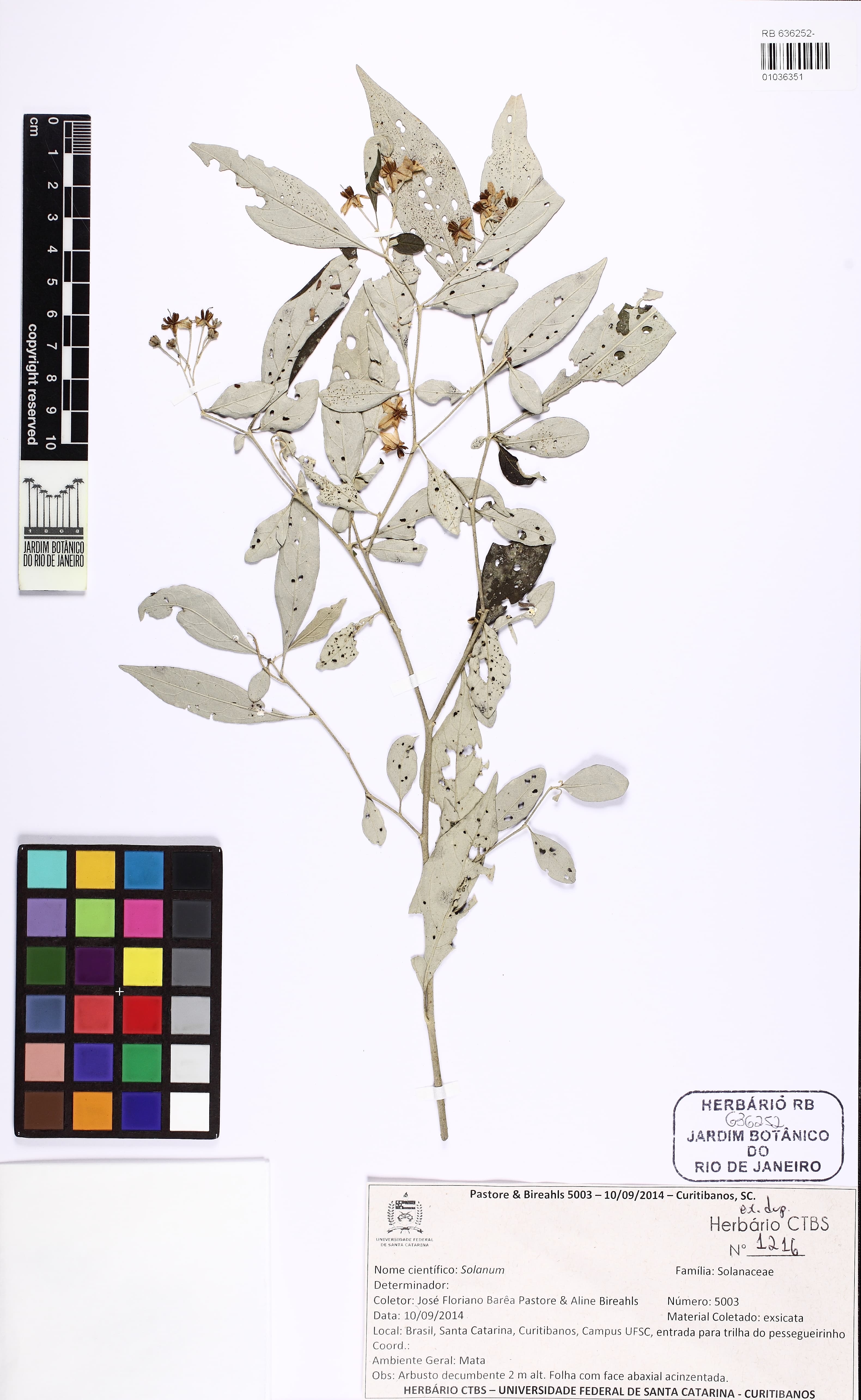 Solanum ramulosum