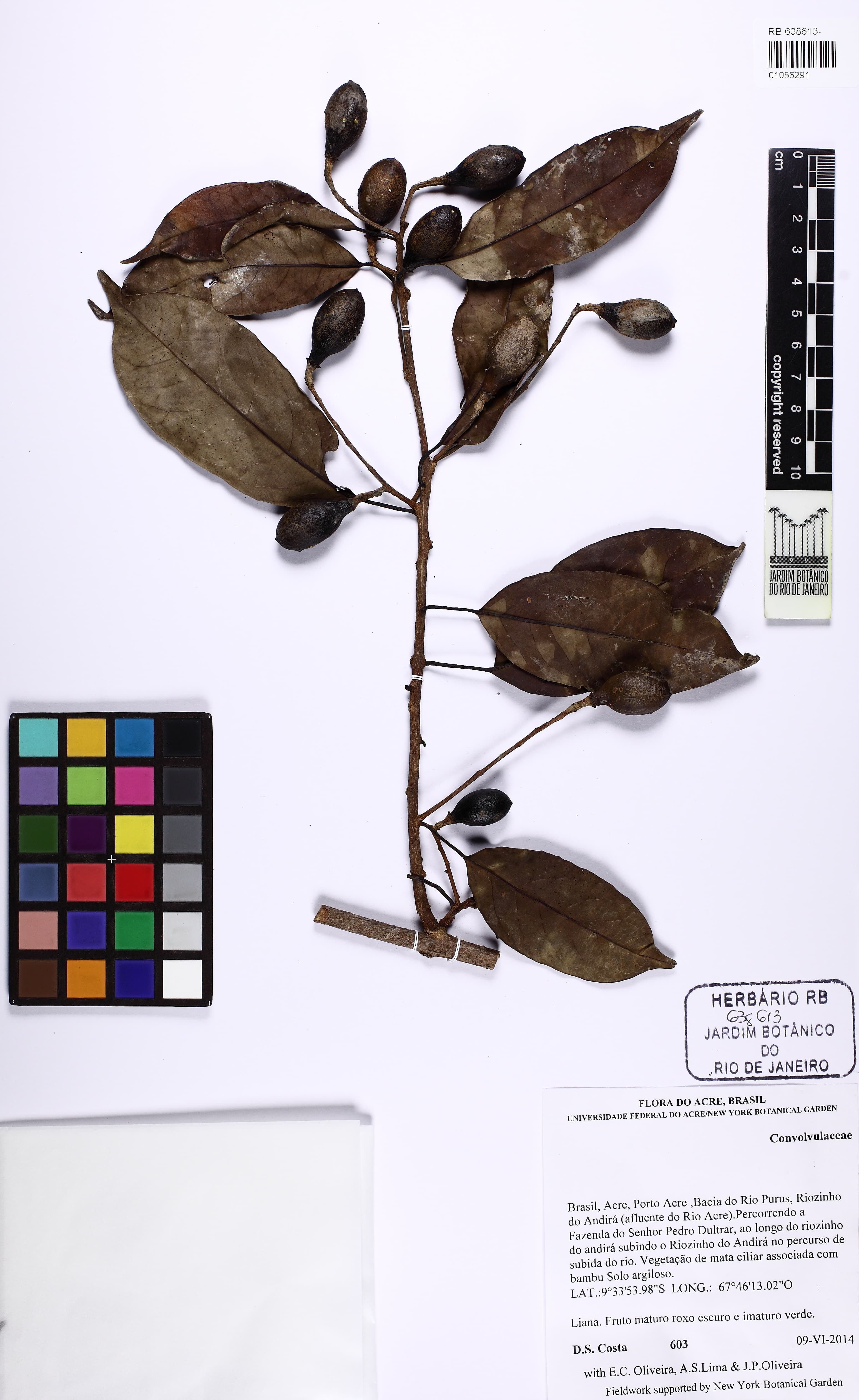 Dicranostyles scandens