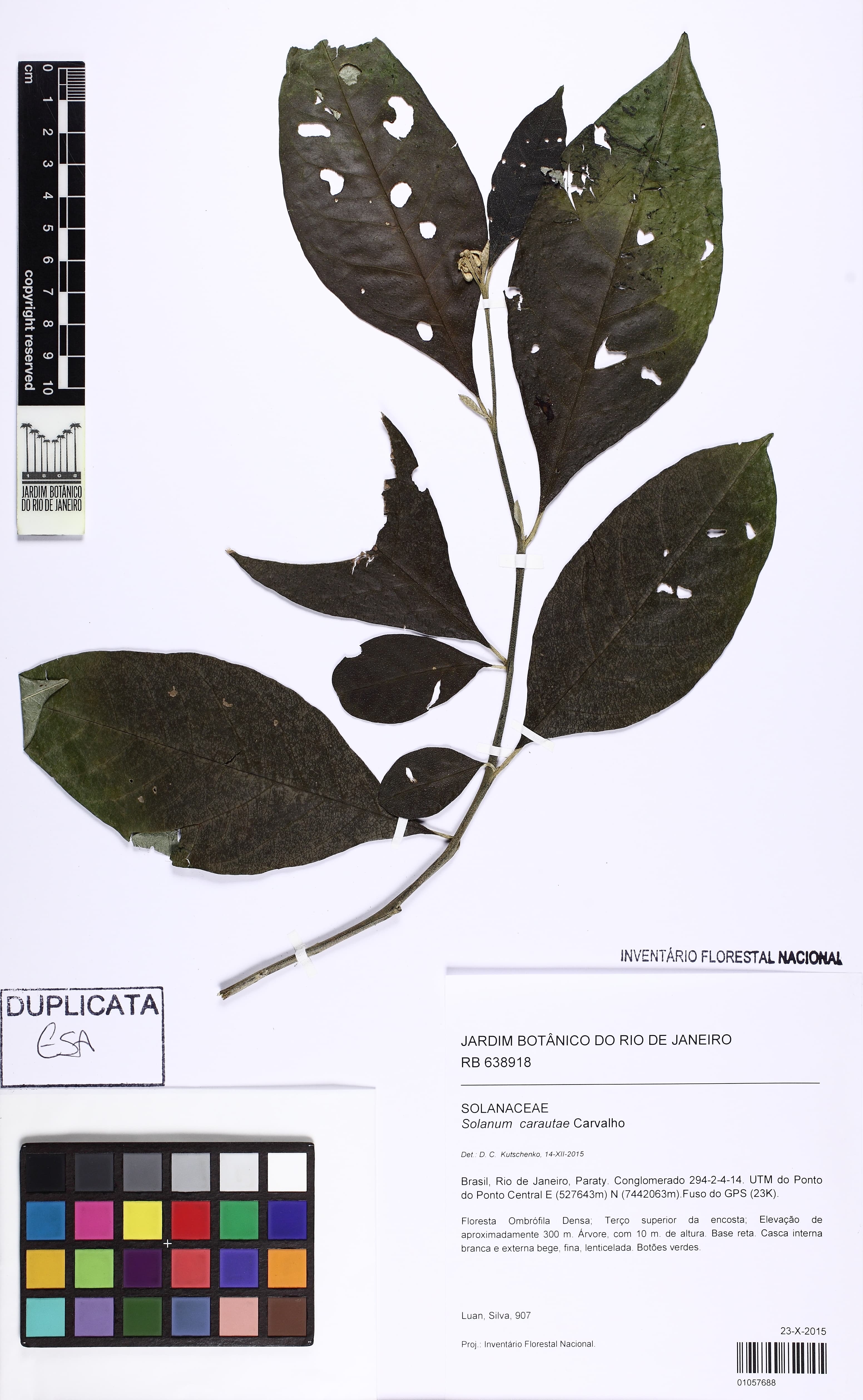 Solanum carautae