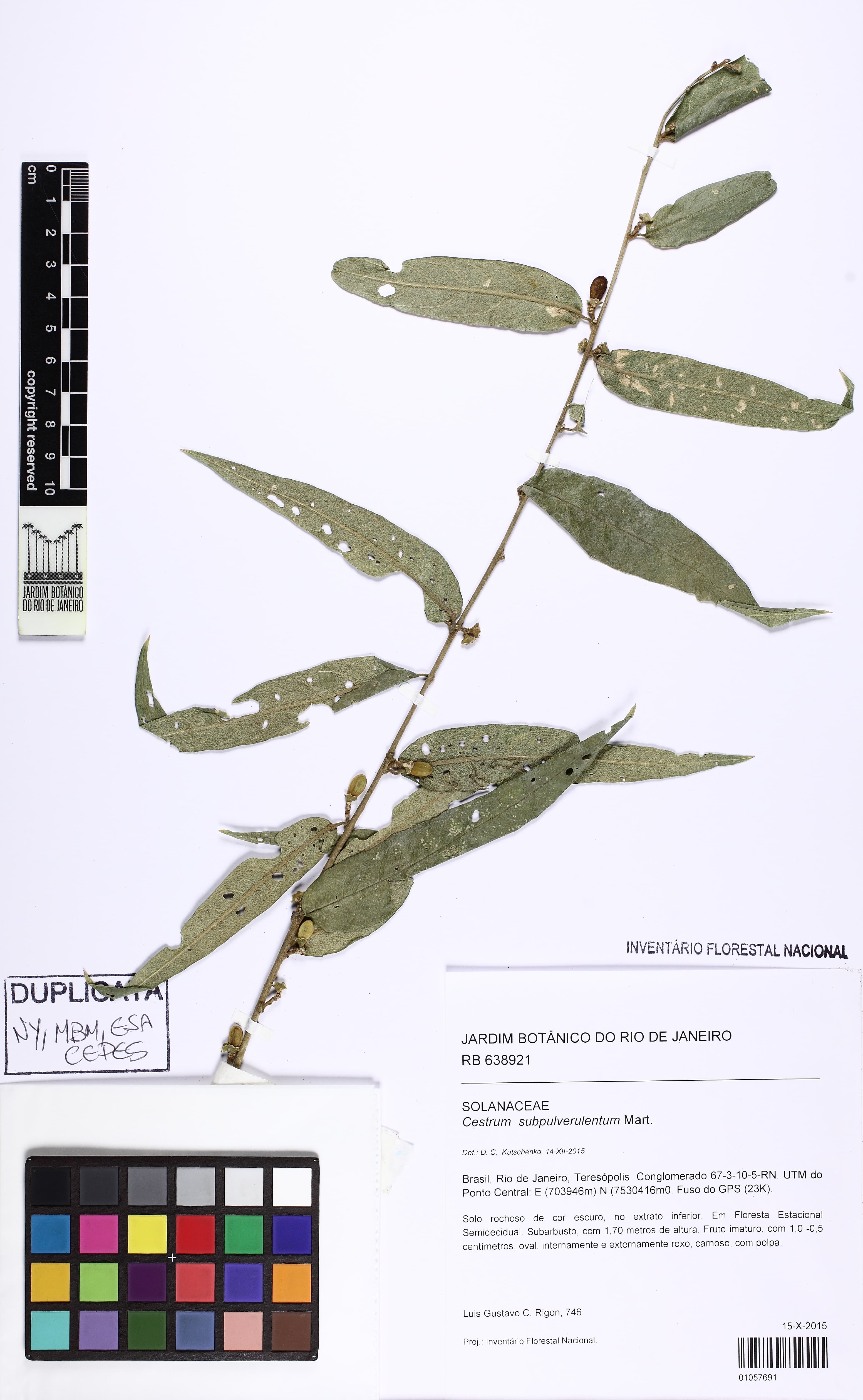 Cestrum subpulverulentum