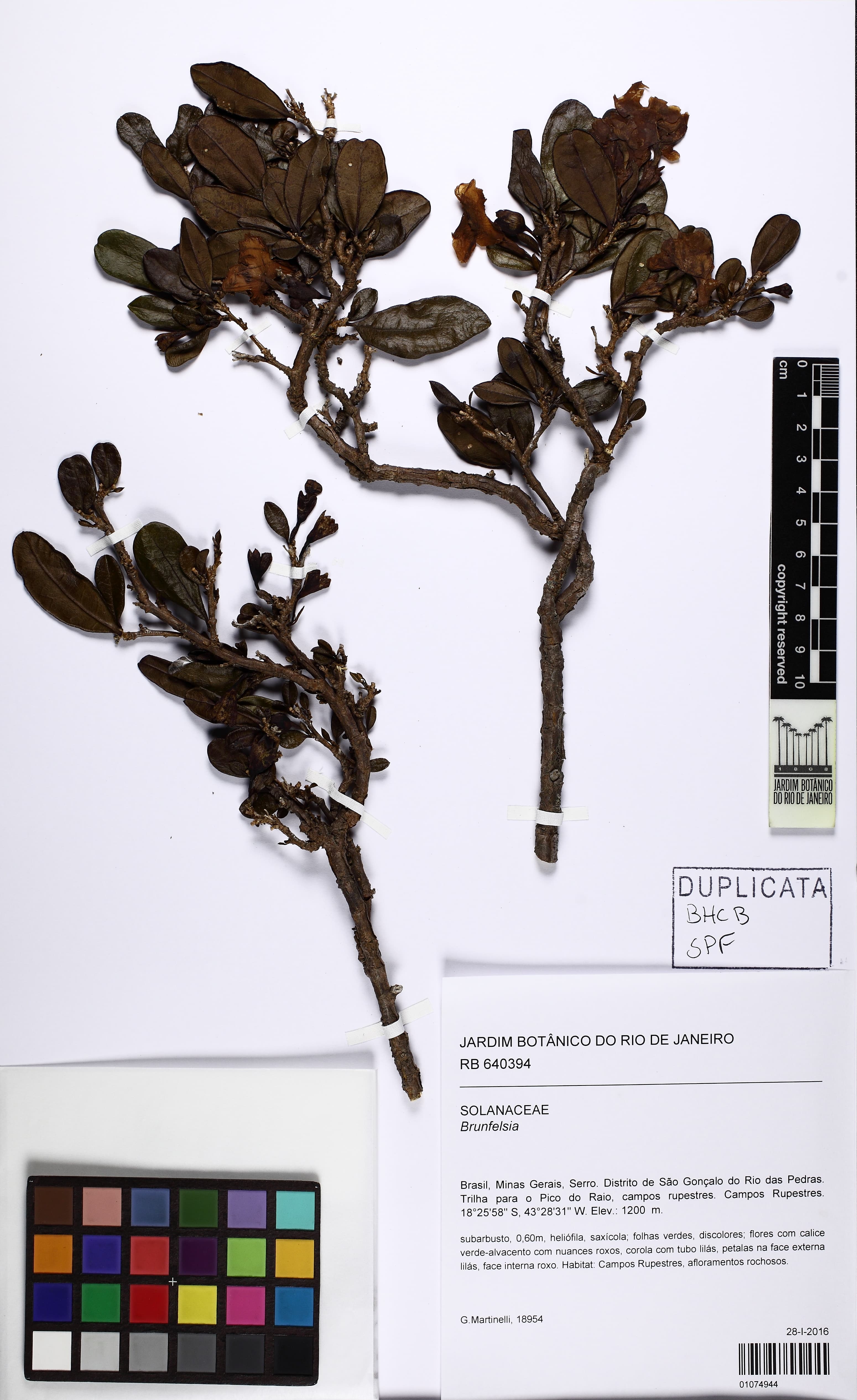 Brunfelsia rupestris