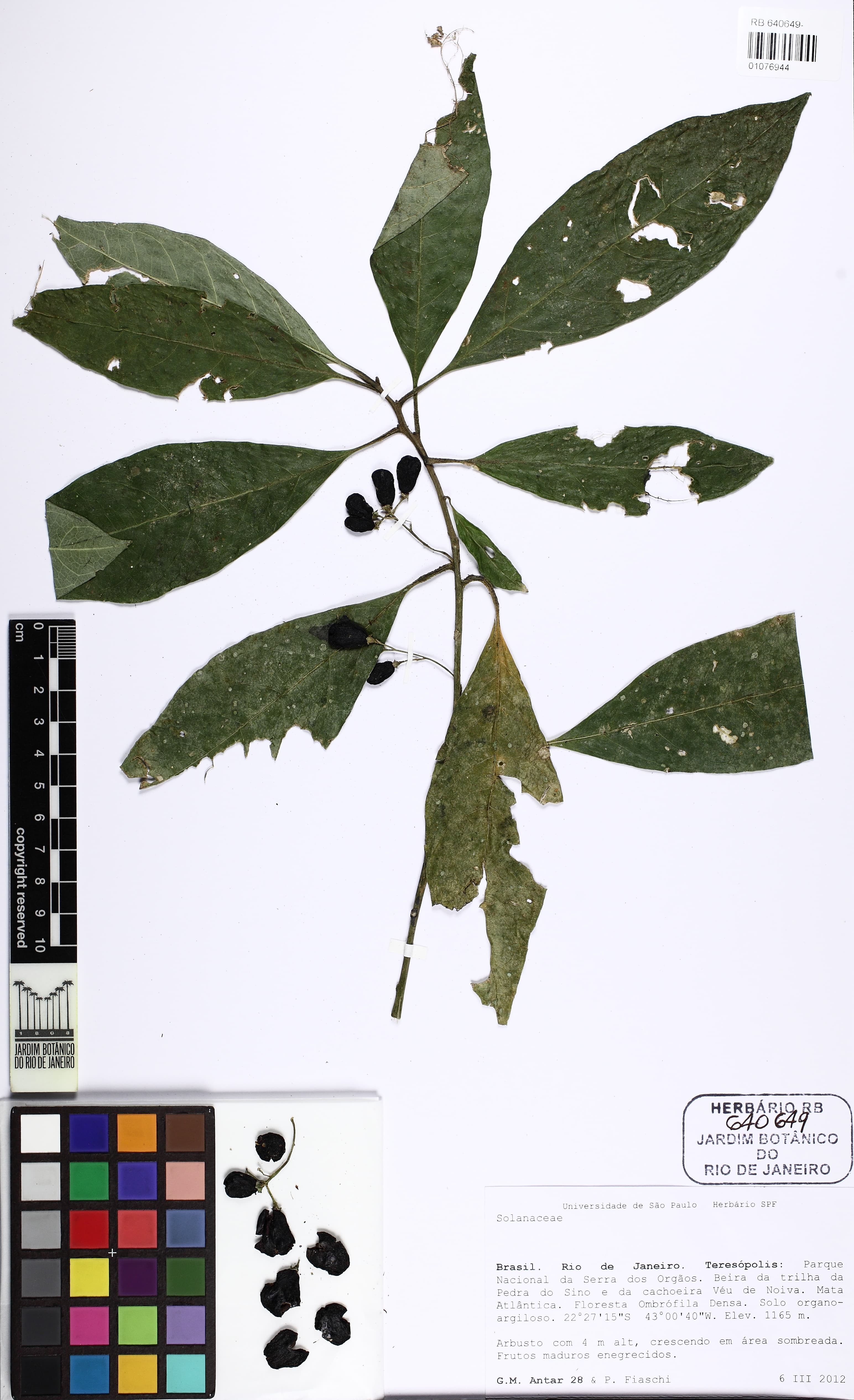 Cestrum subumbellatum