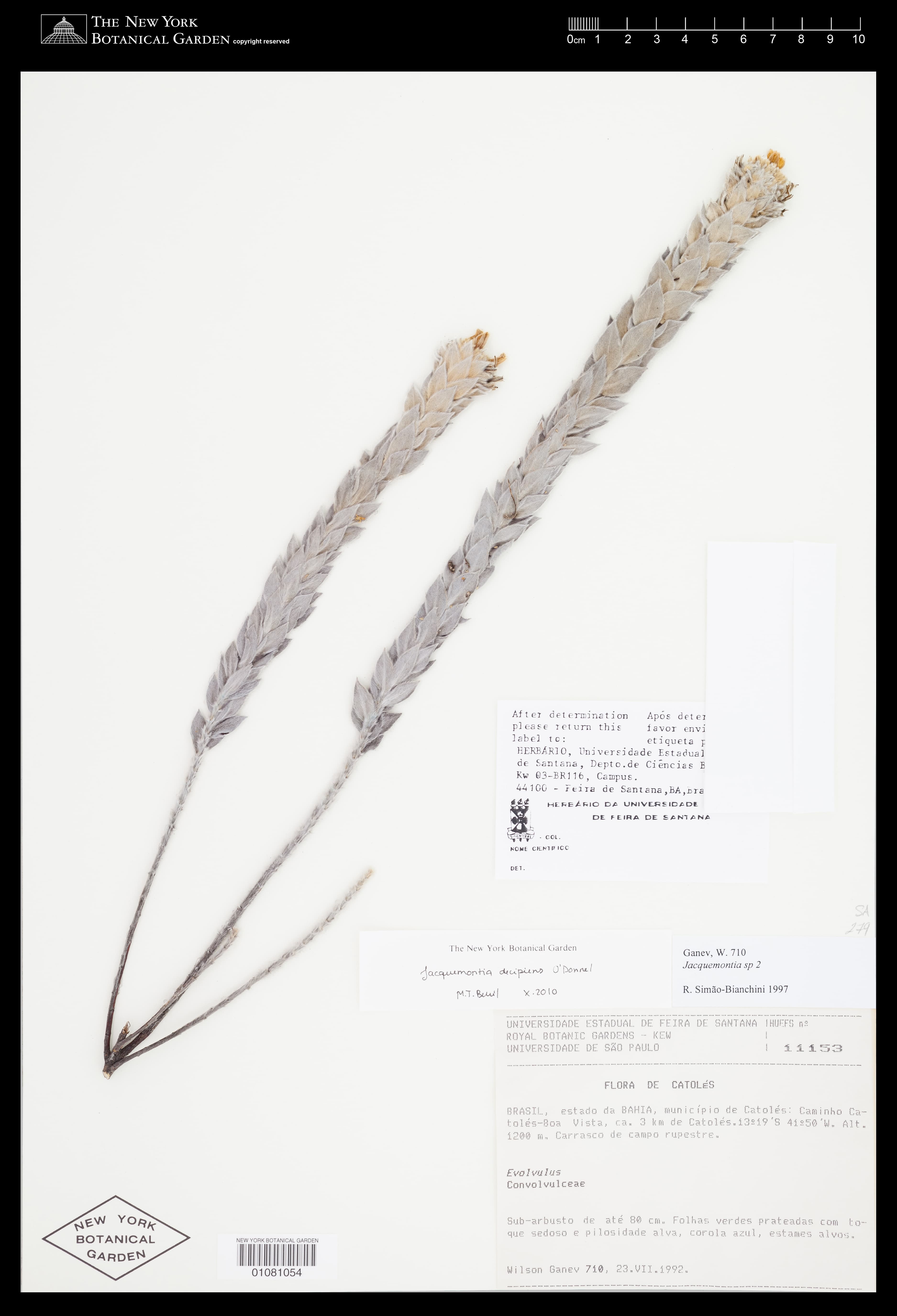 Jacquemontia decipiens