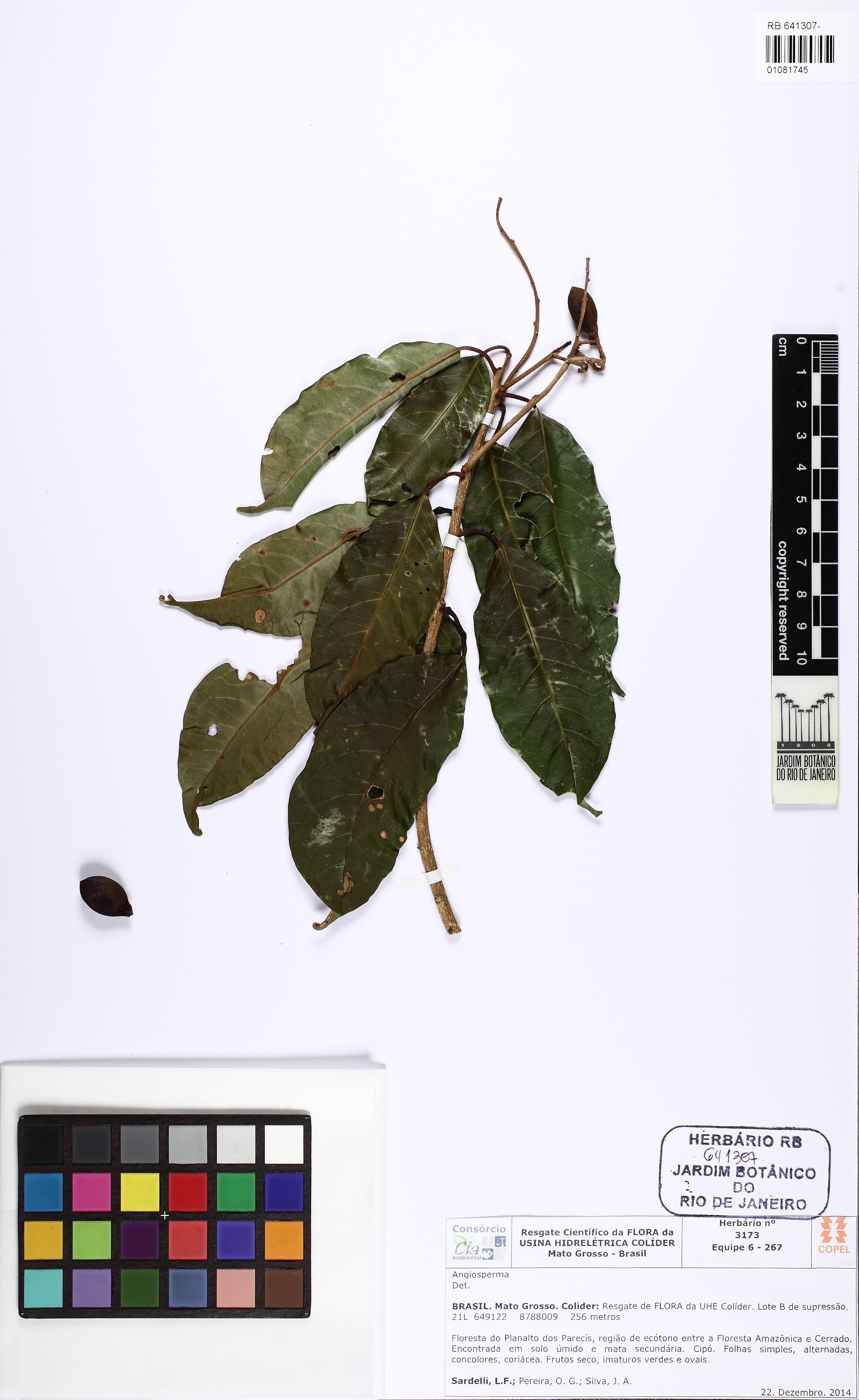 Dicranostyles scandens