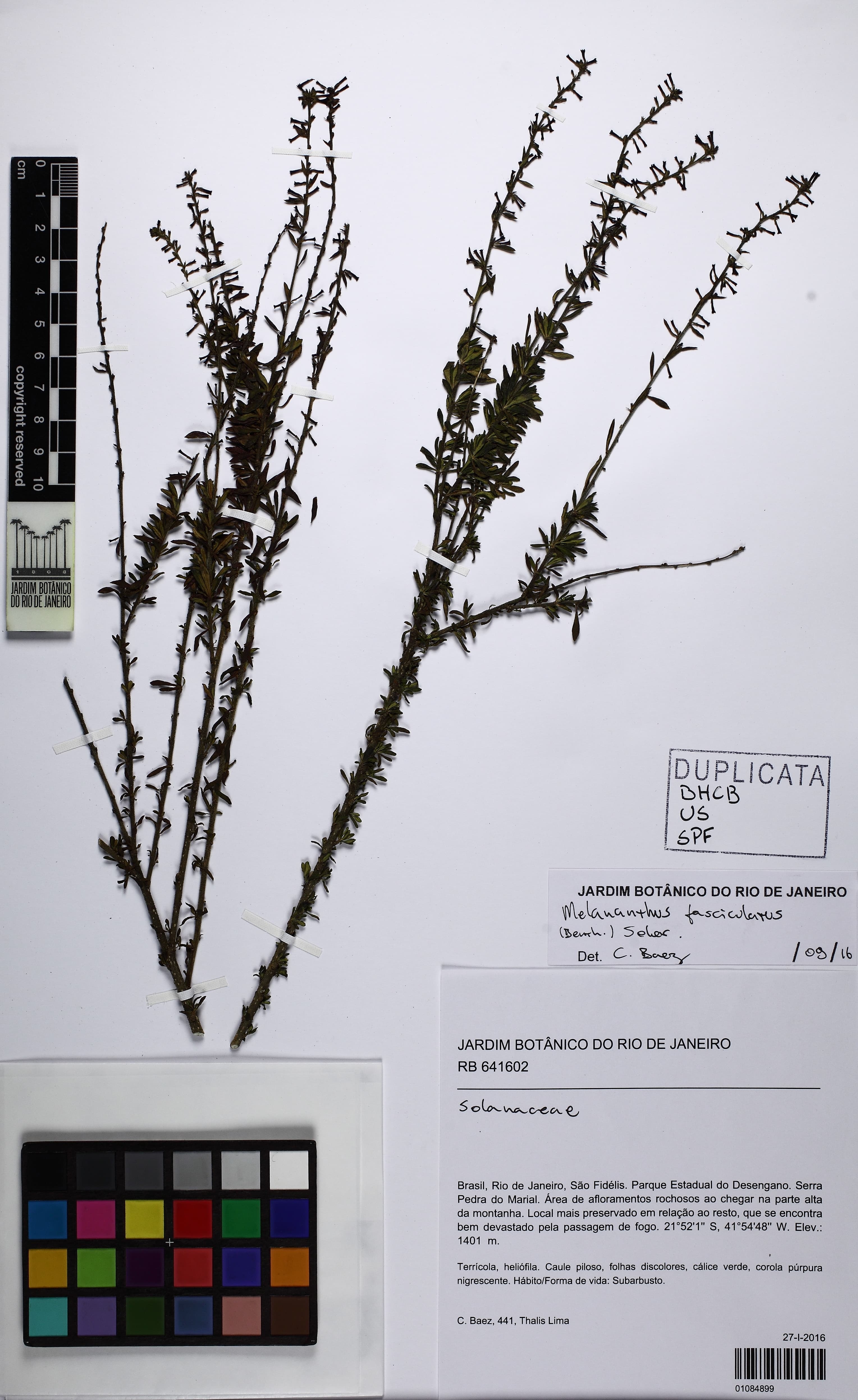 Melananthus fasciculatus