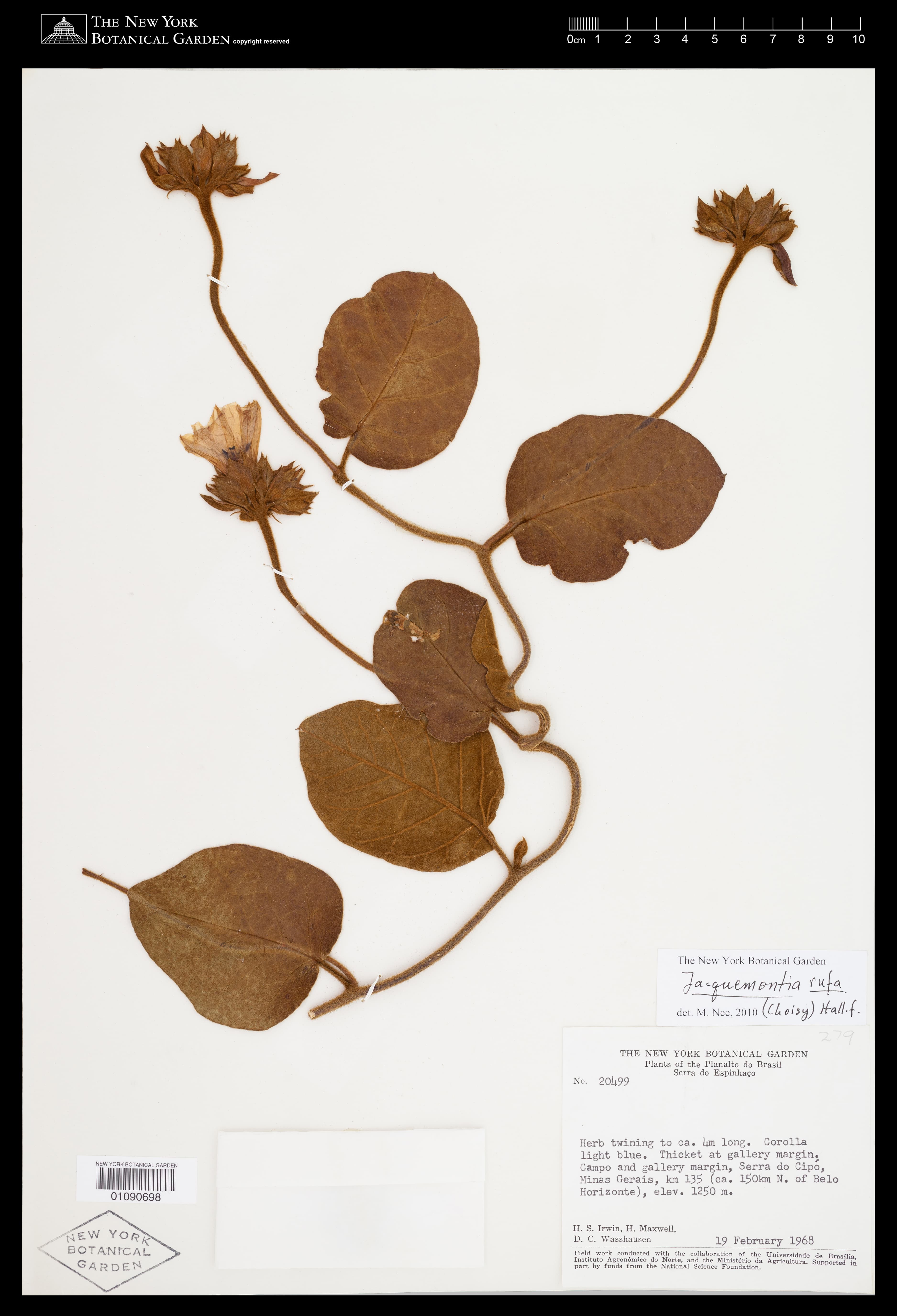 Jacquemontia rufa