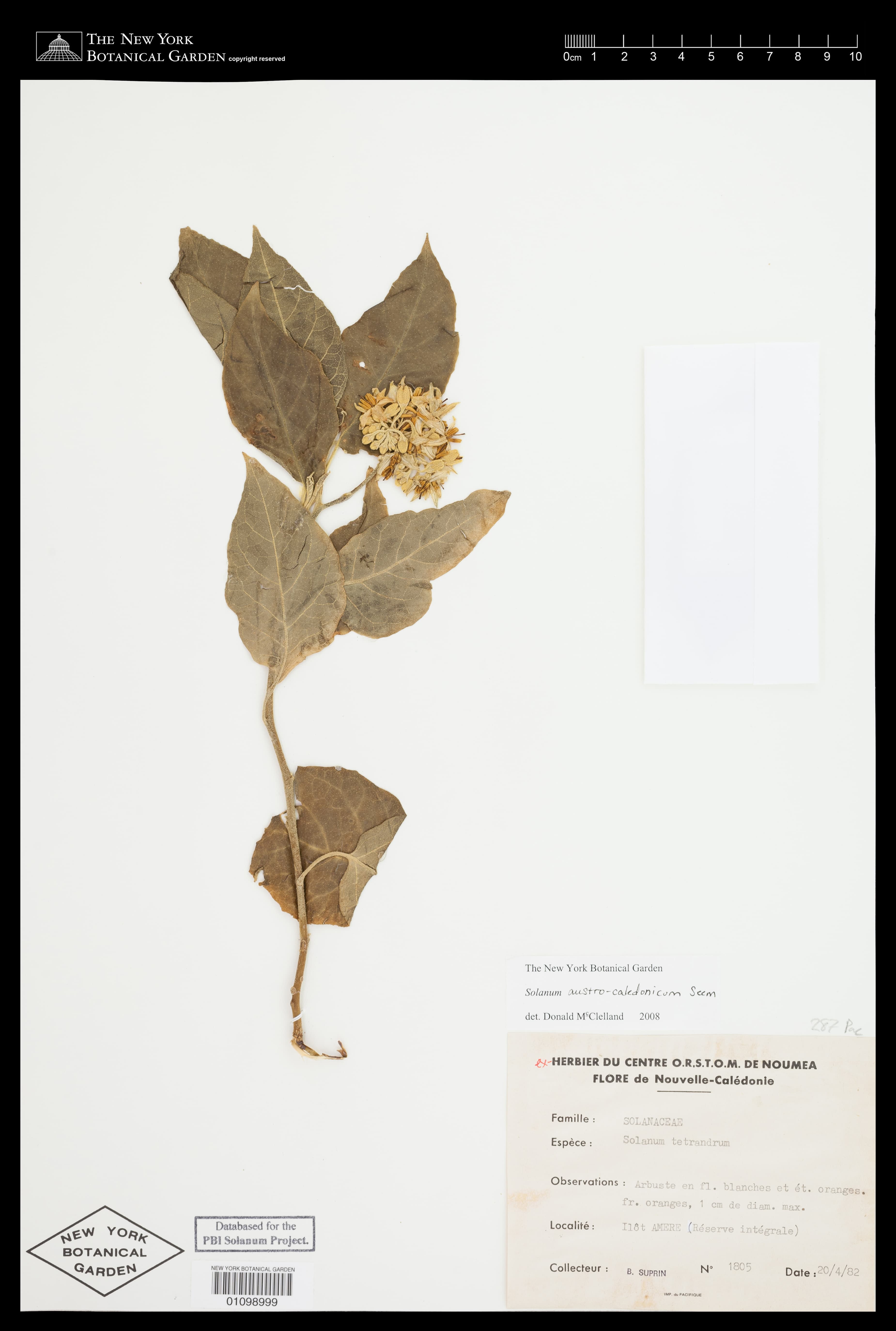 Solanum austrocaledonicum