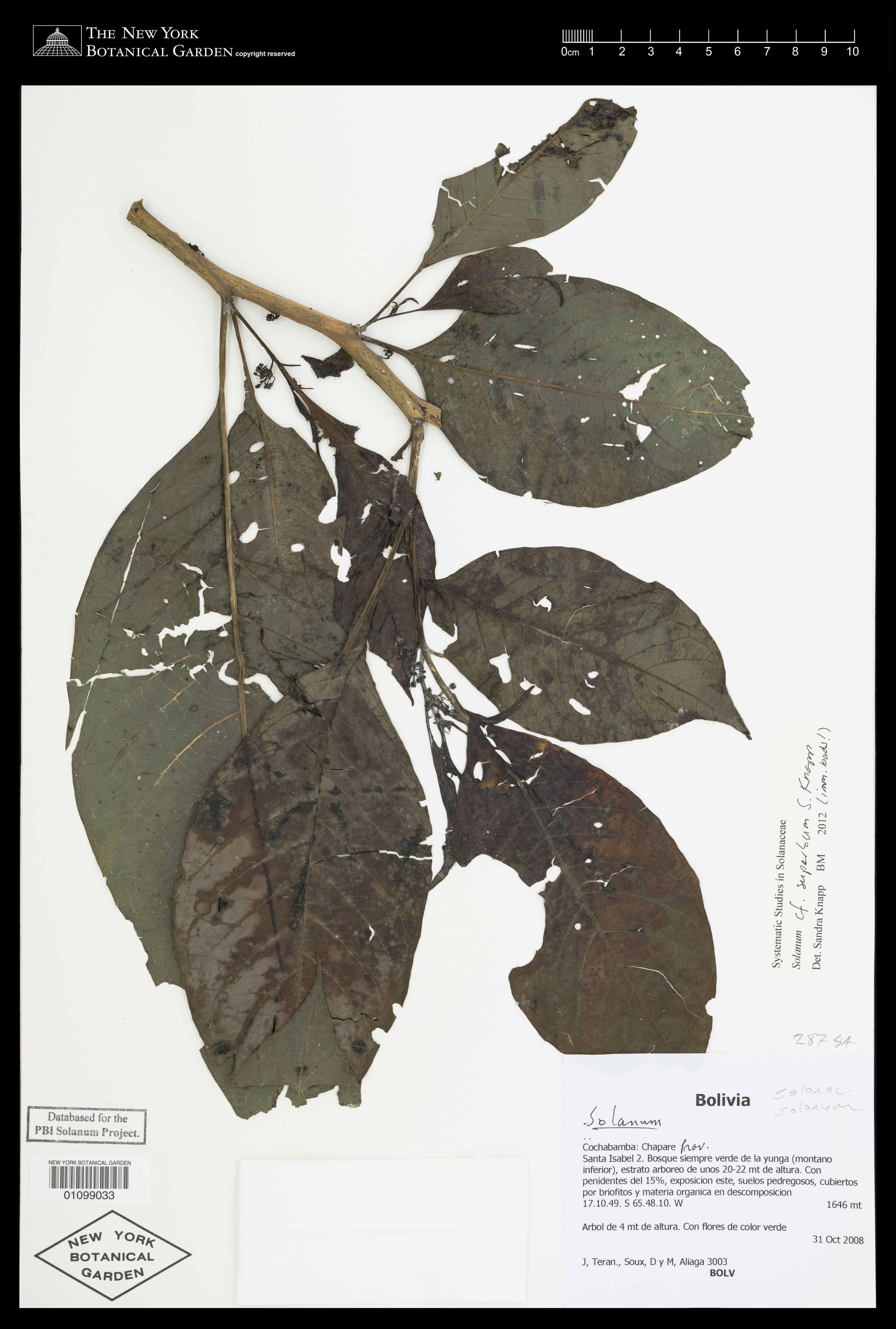 Solanum superbum