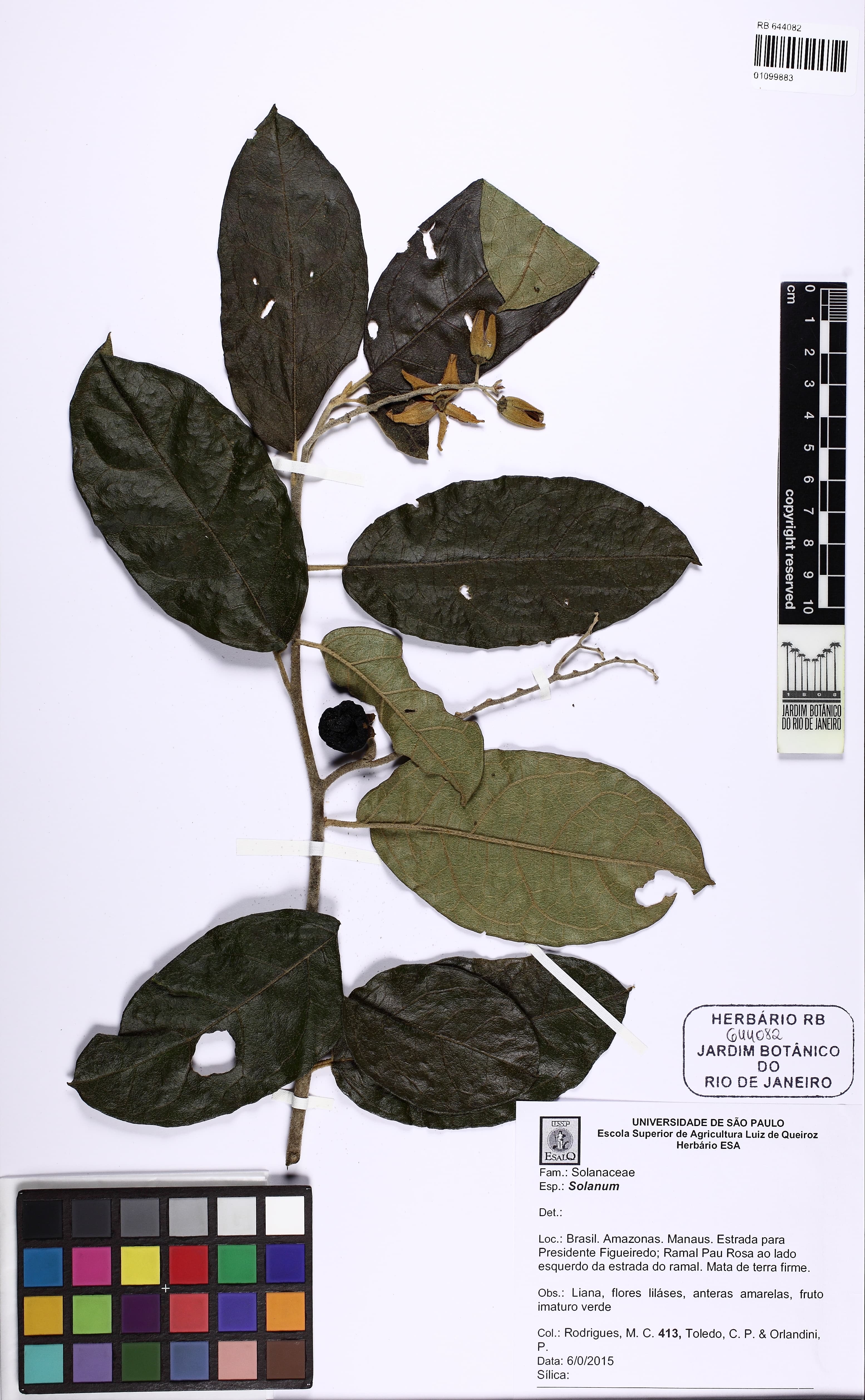 Solanum sendtnerianum