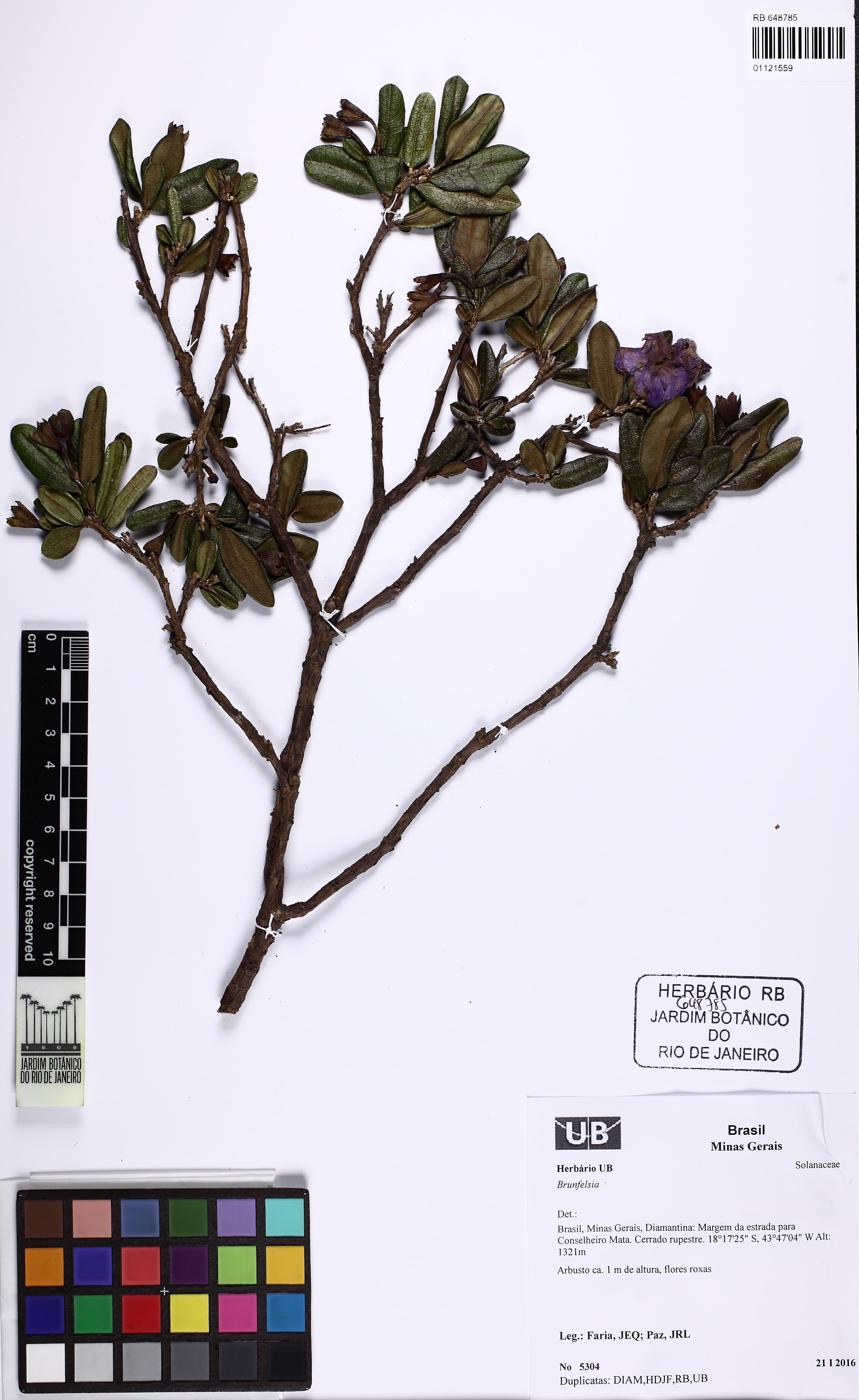 Brunfelsia rupestris