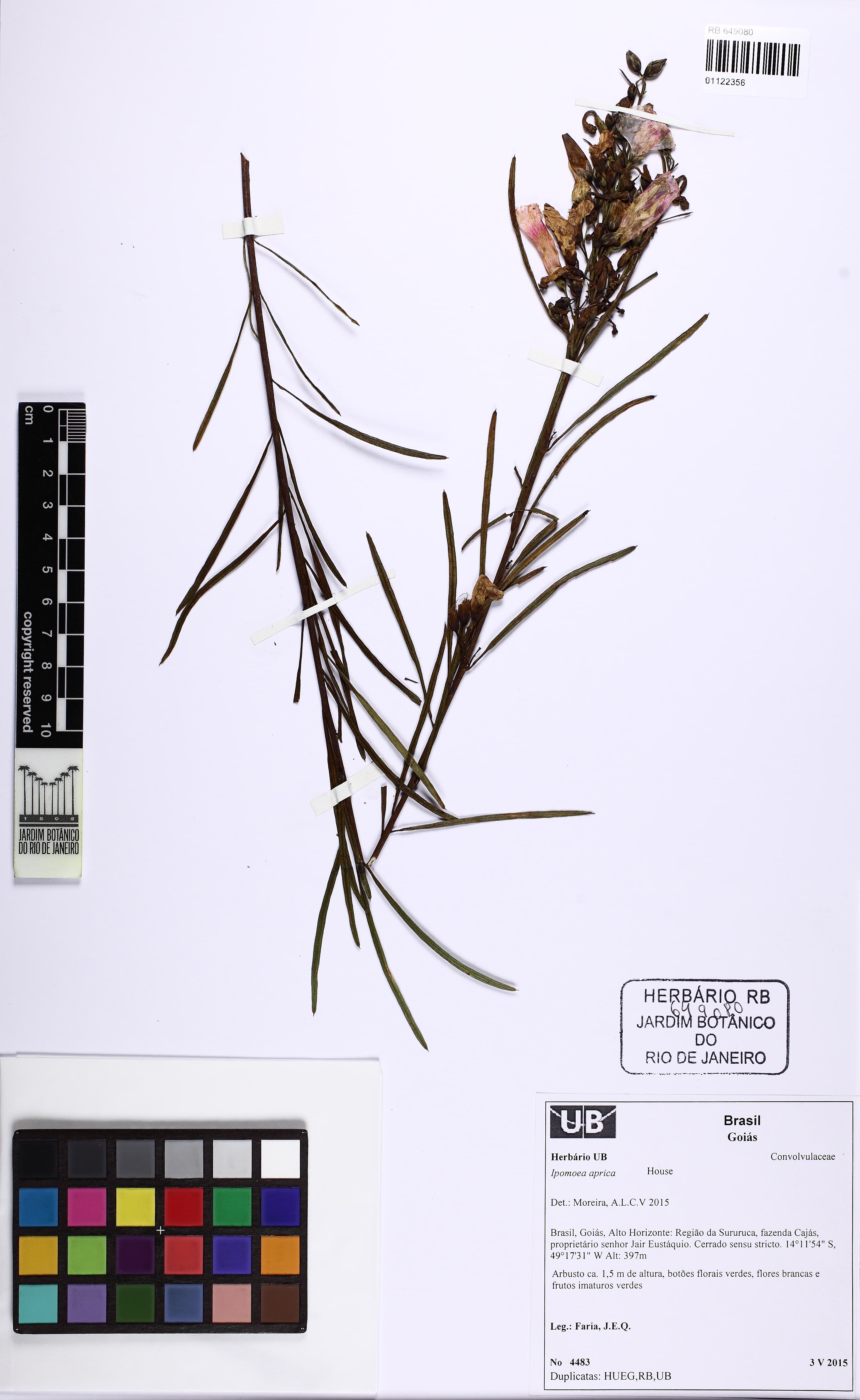 Ipomoea aprica