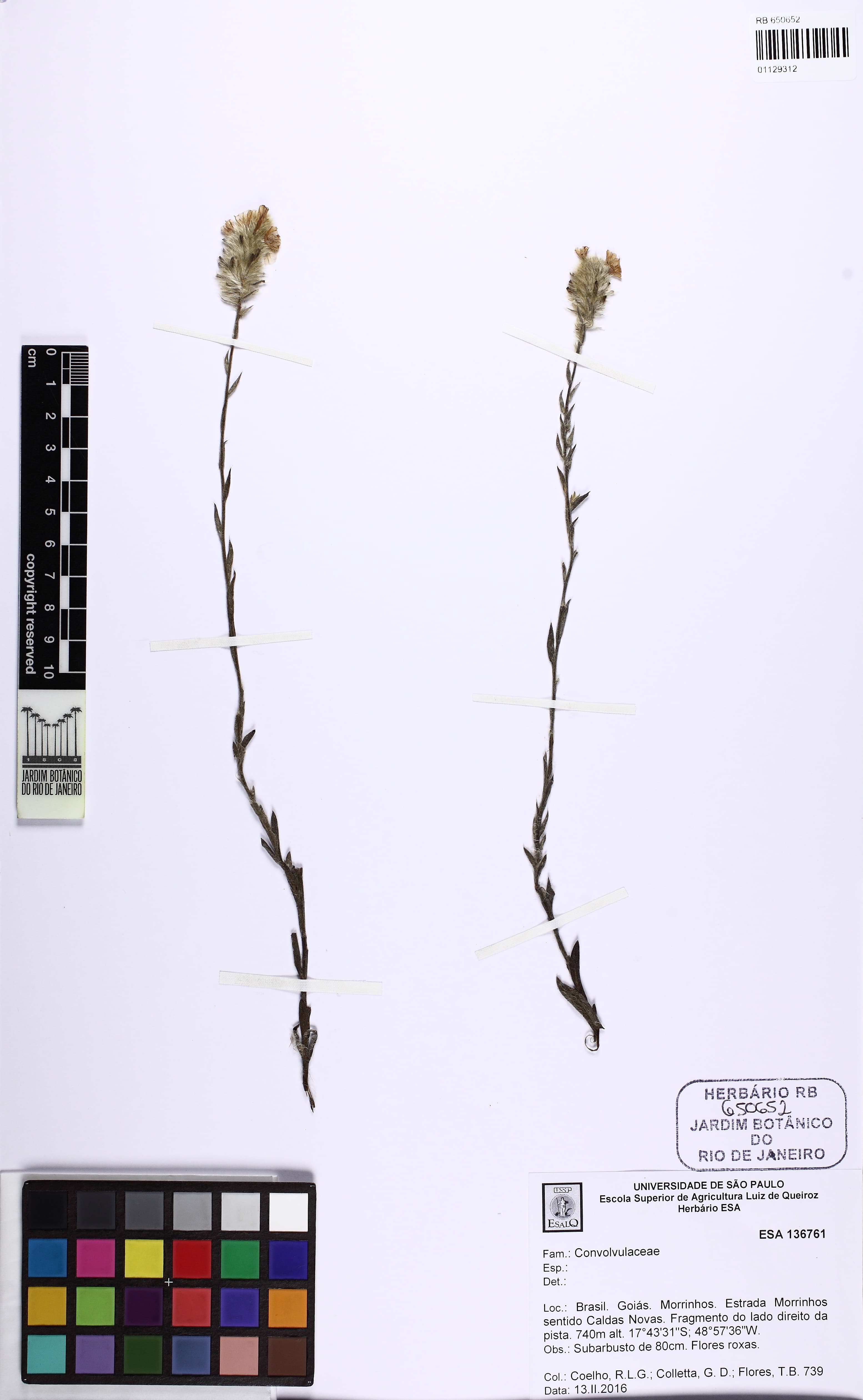 Evolvulus lagopus