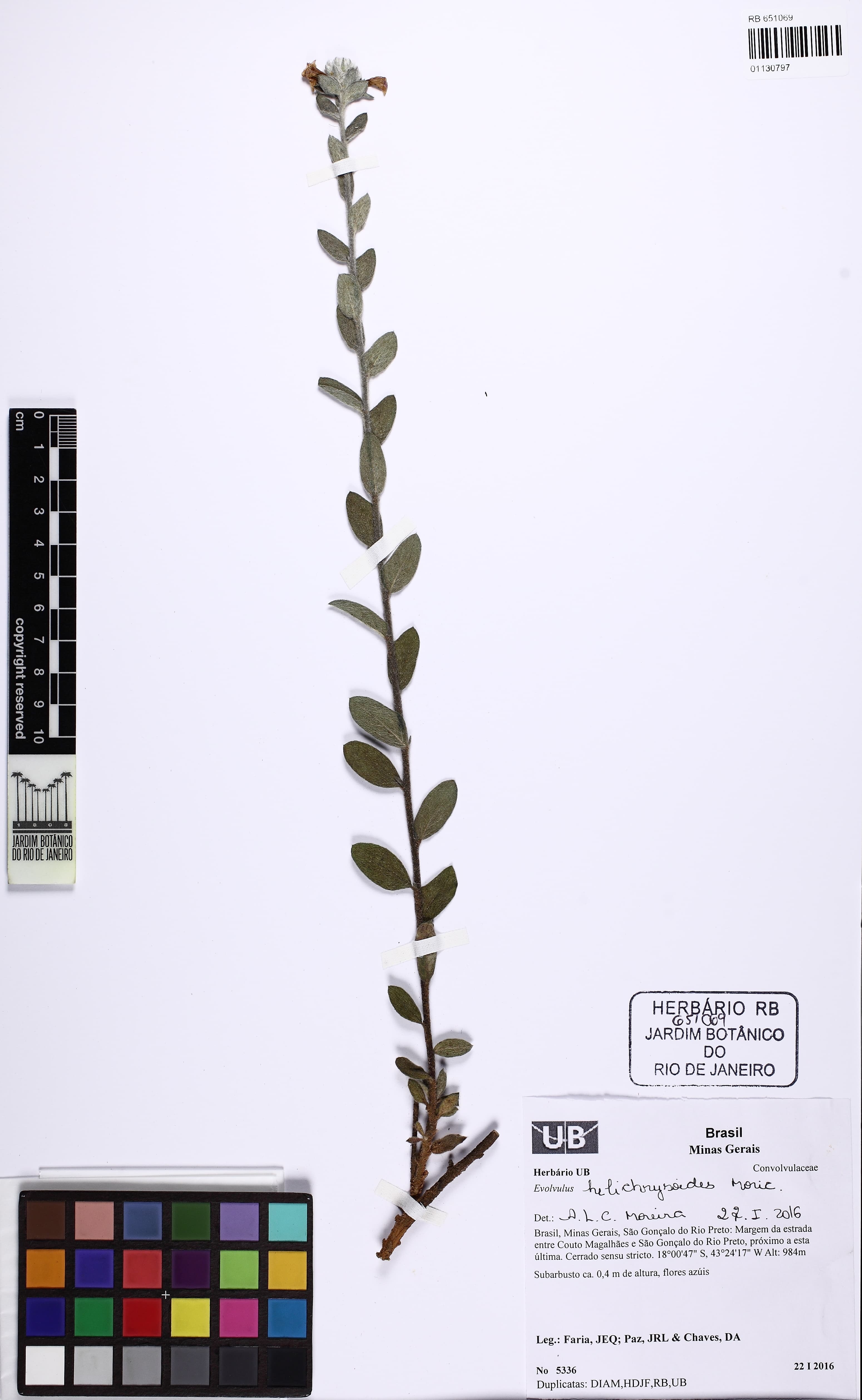 Evolvulus helichrysoides