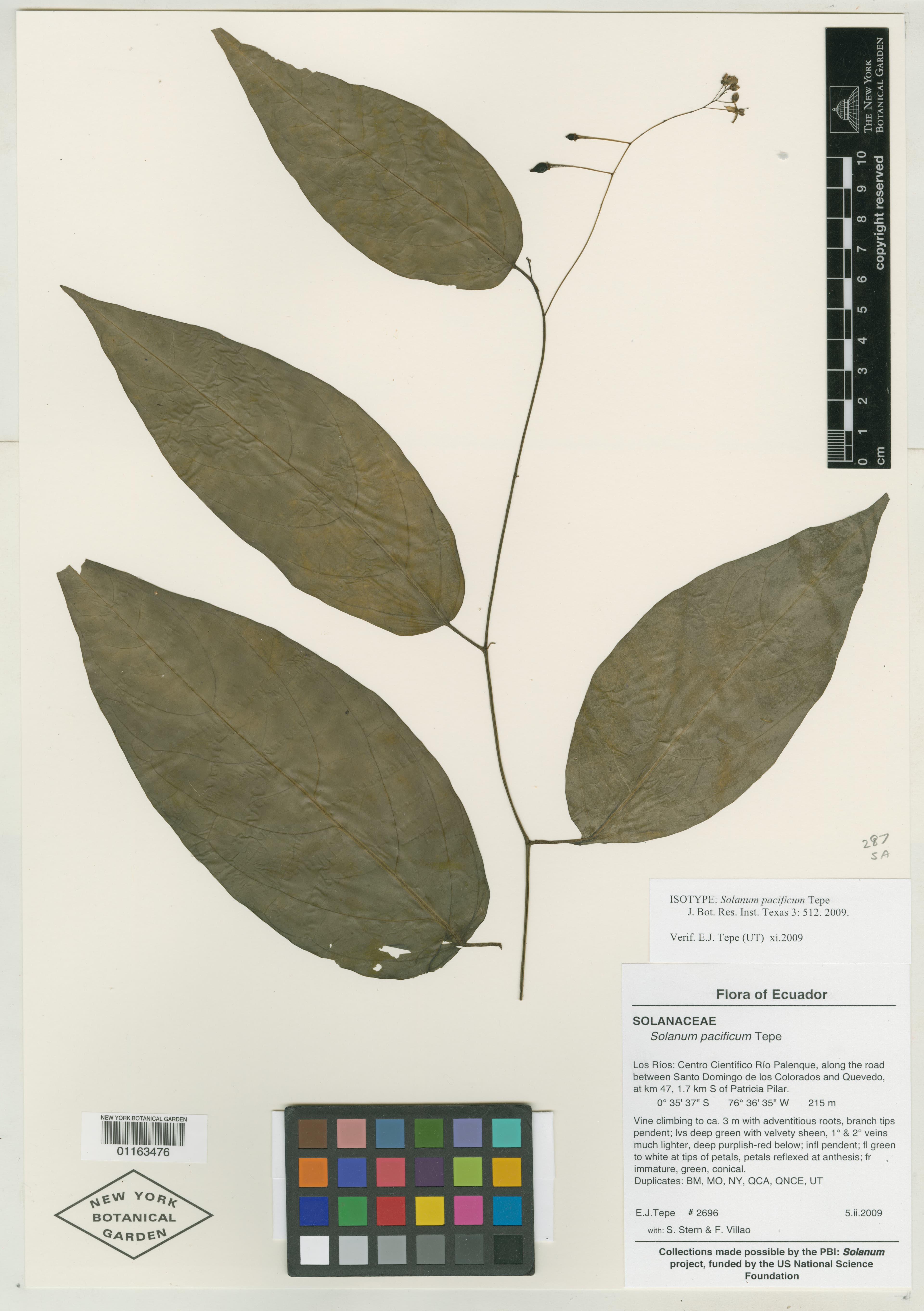Solanum pacificum