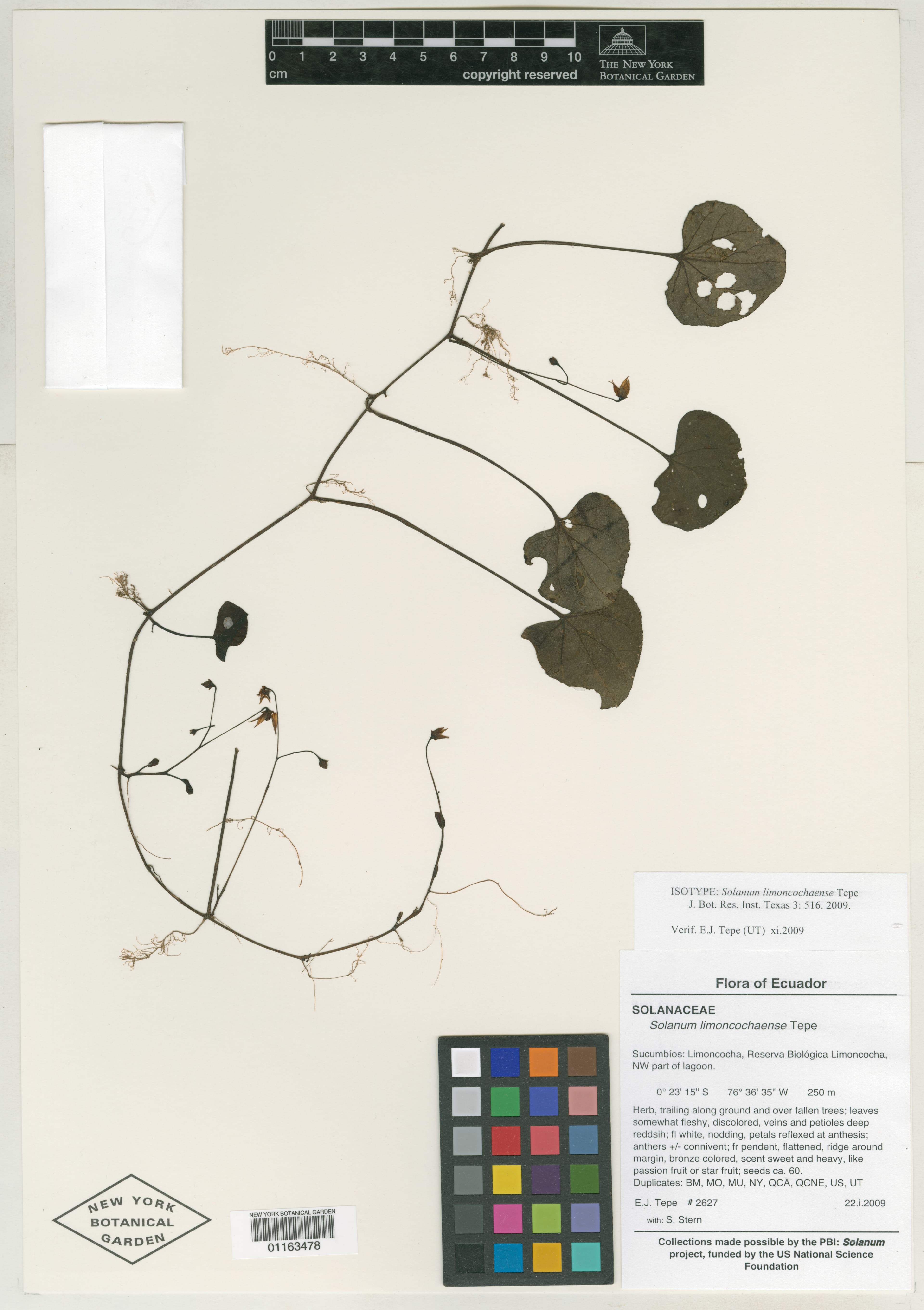 Solanum limoncochaense