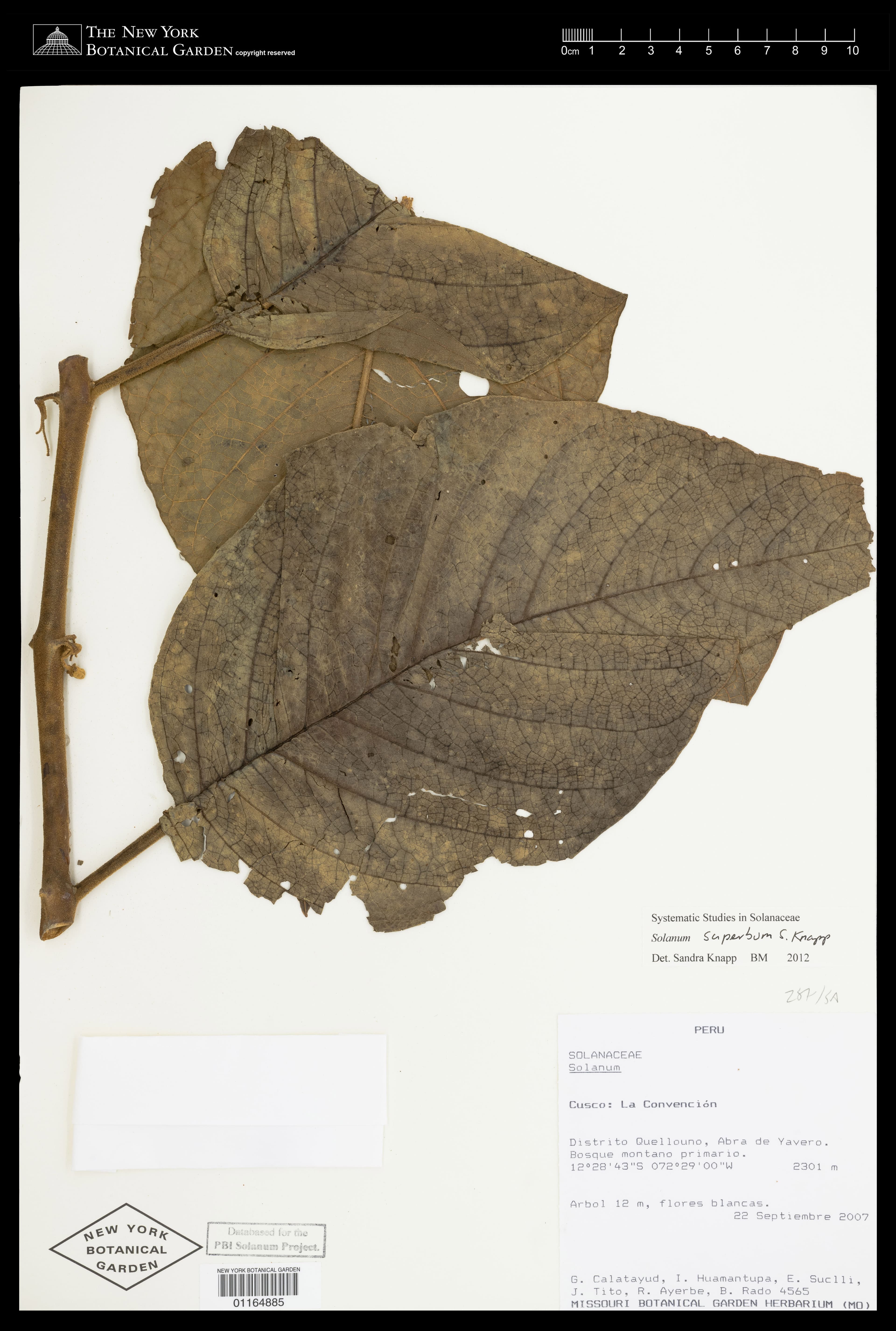 Solanum superbum
