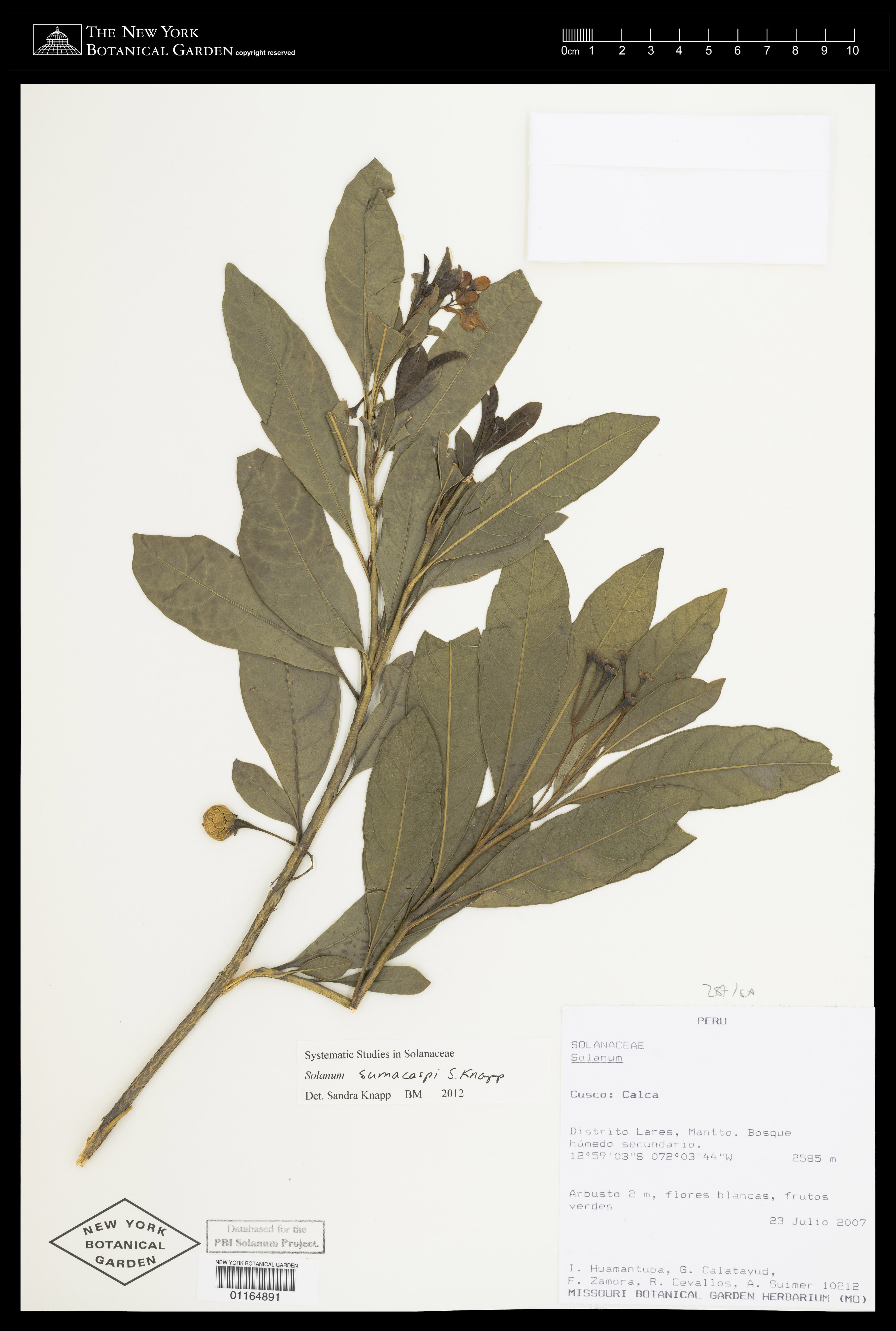 Solanum sumacaspi