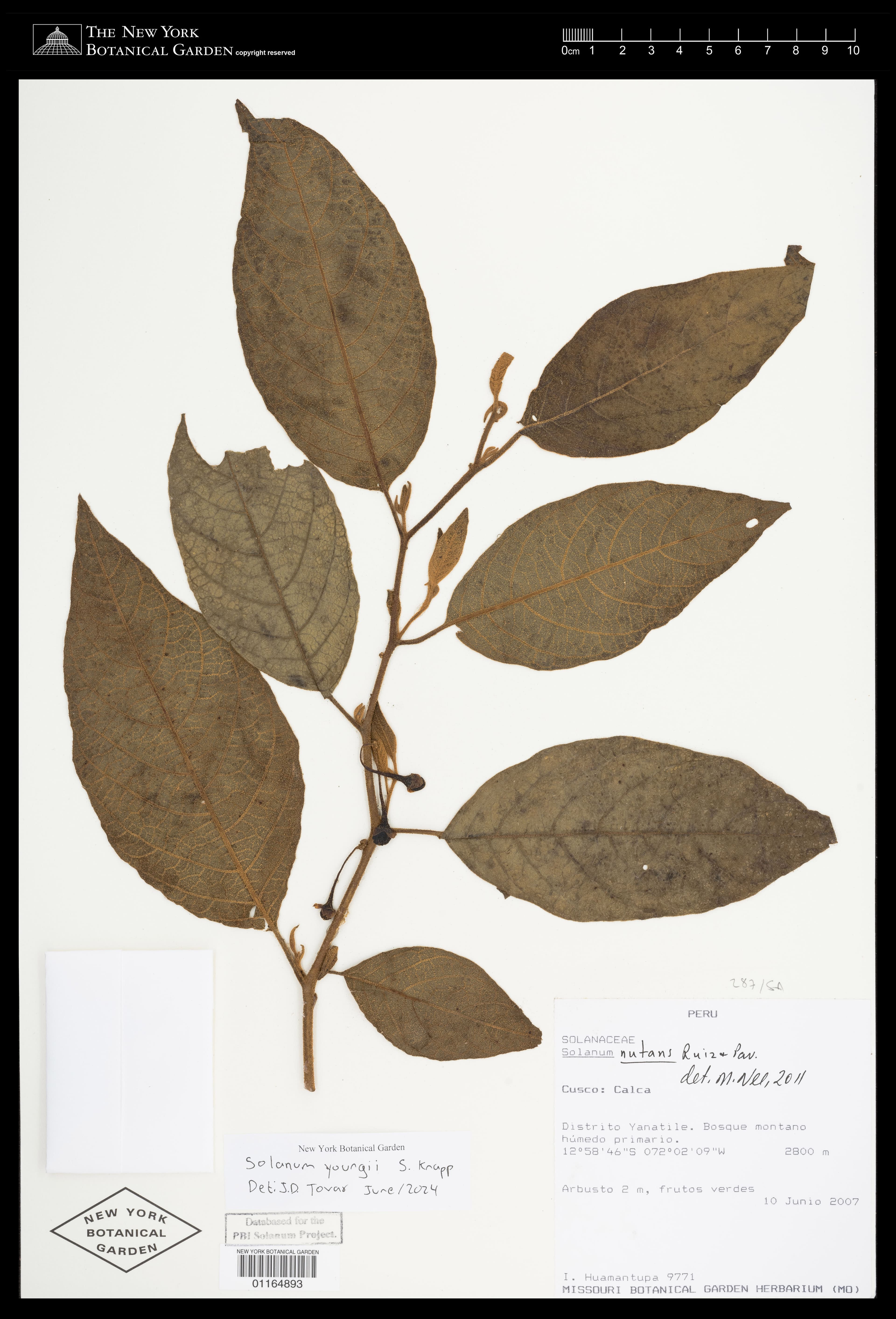 Solanum youngii