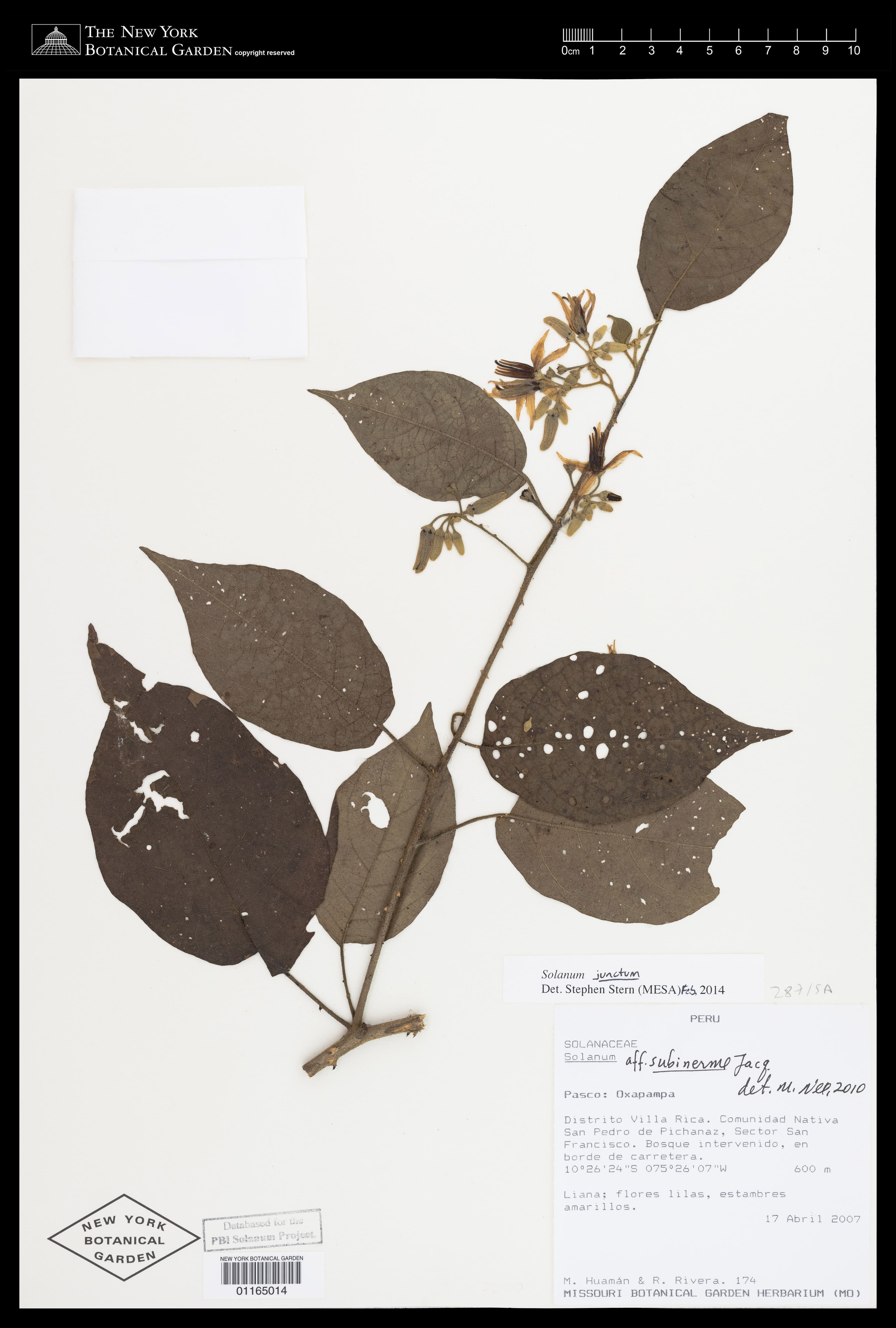 Solanum junctum