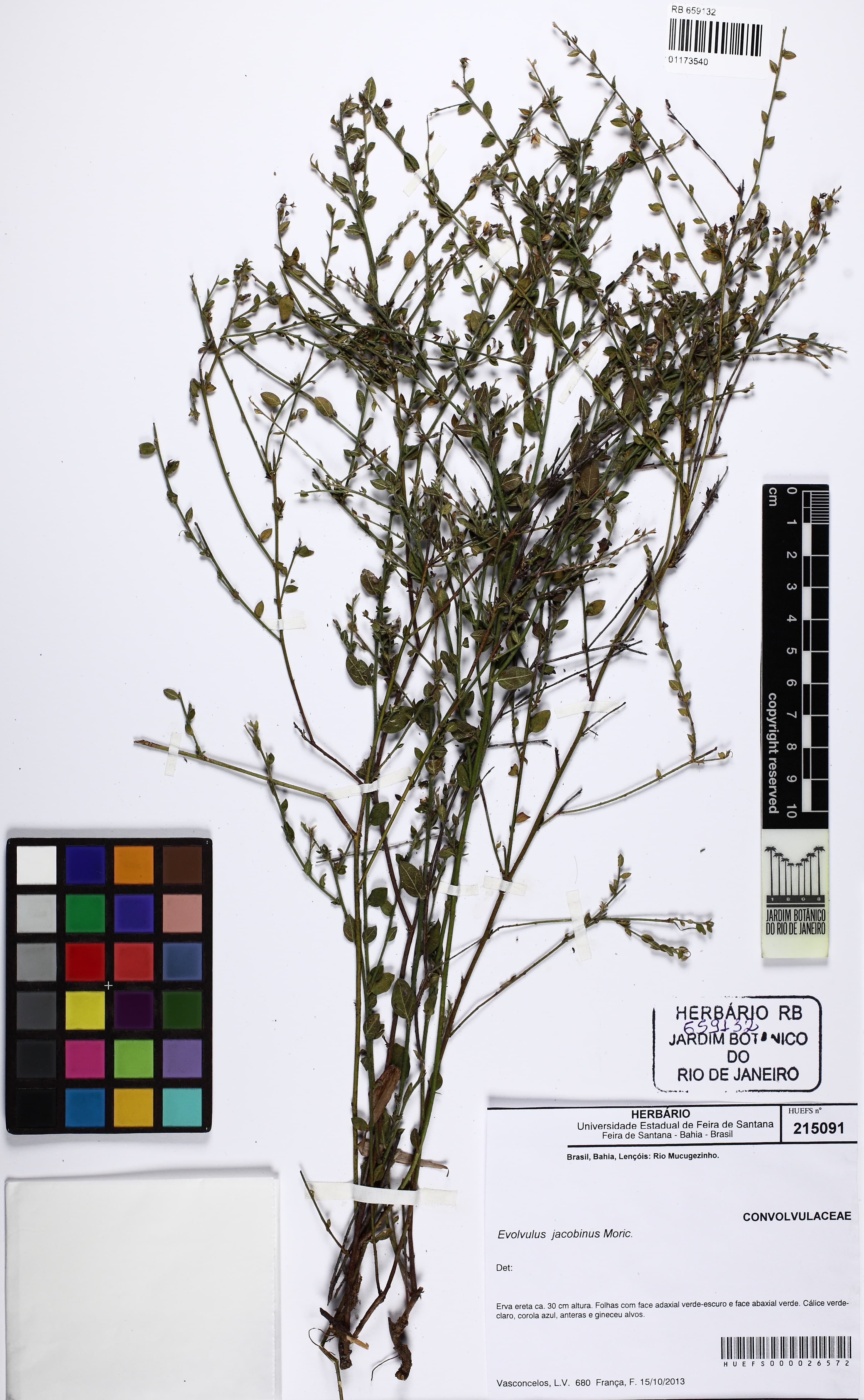 Evolvulus jacobinus