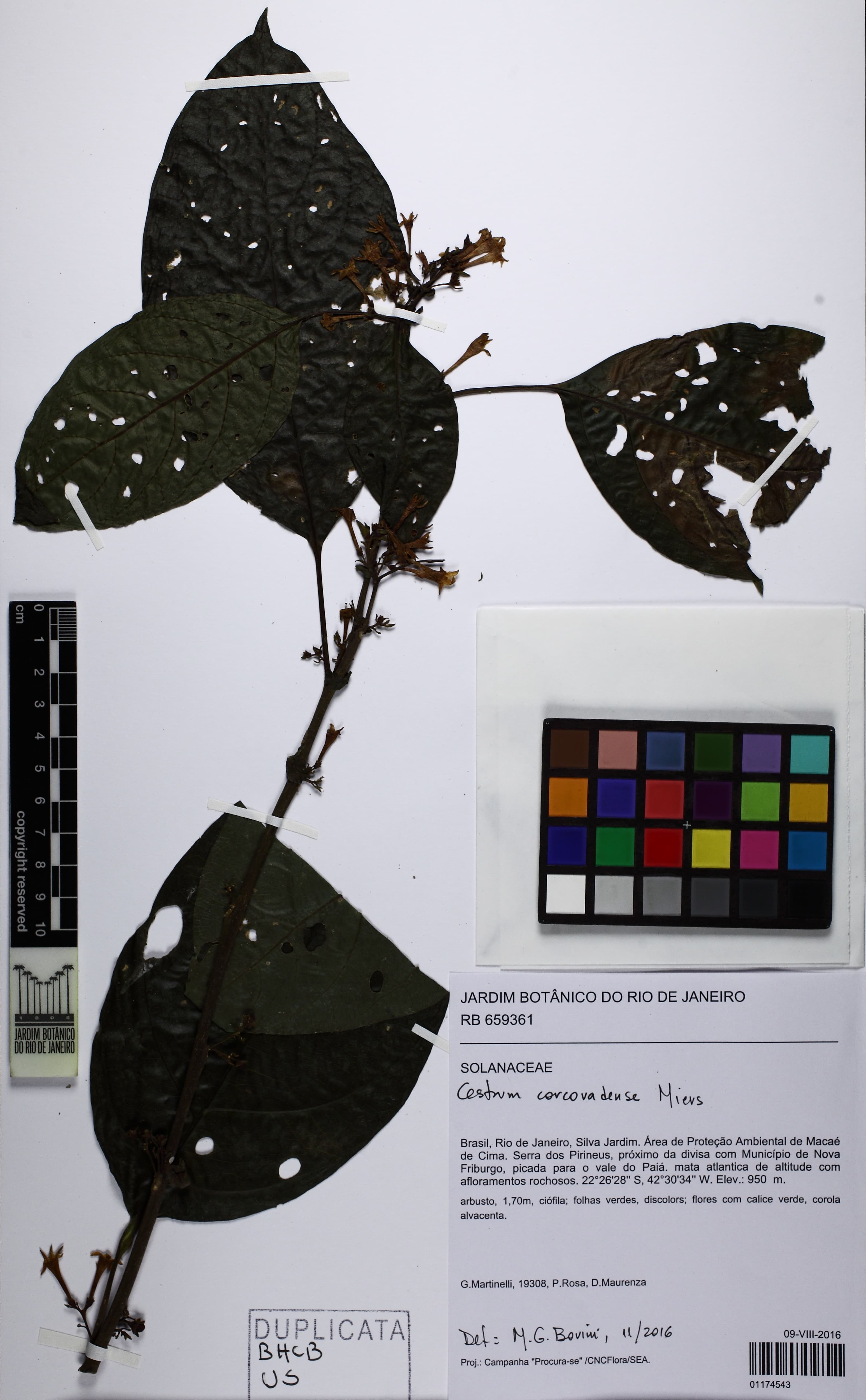 Cestrum corcovadense